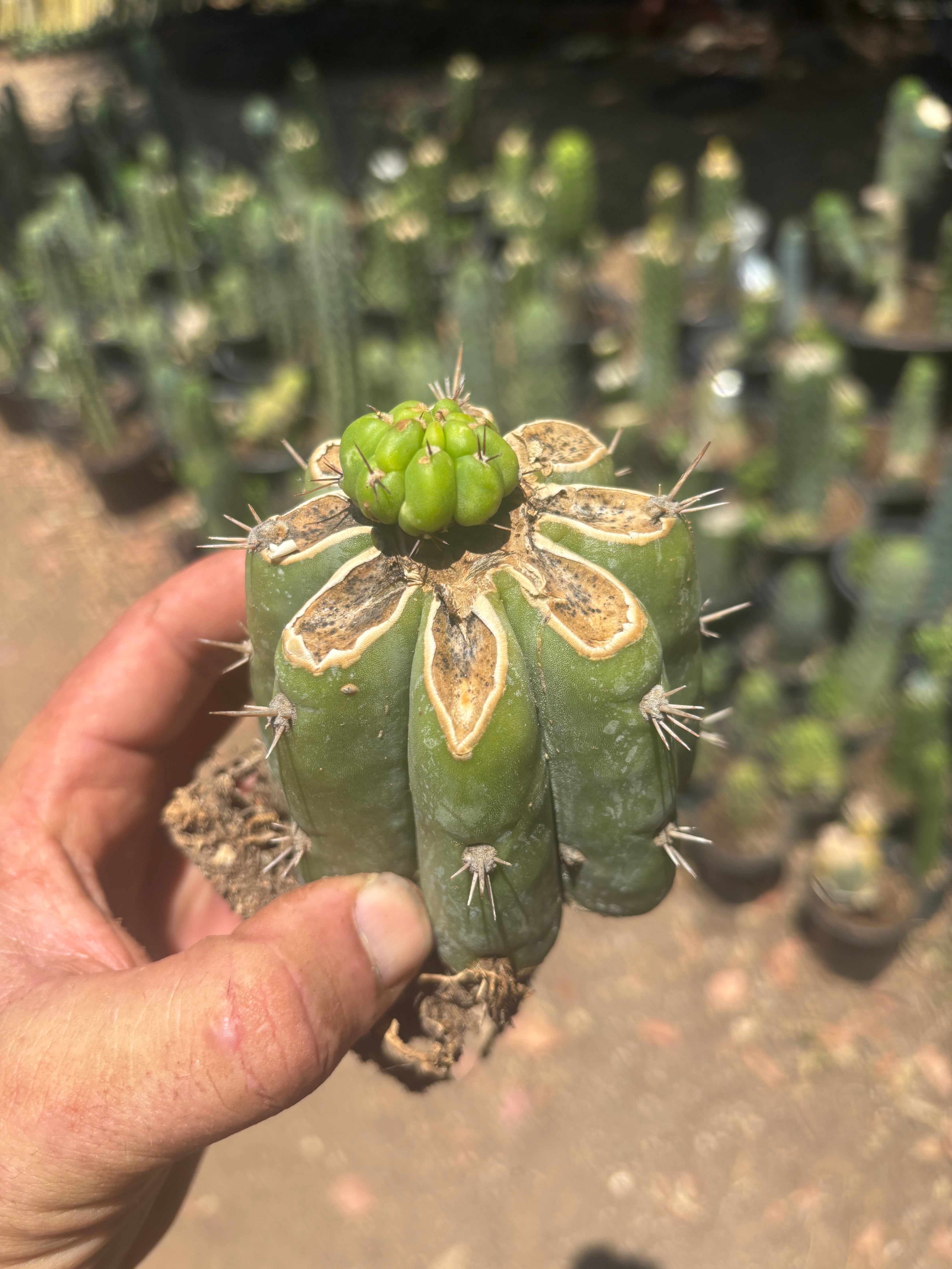 💎👑💎 Havran — Pup Graft on Rooted Shine01