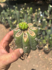 💎👑💎 Havran — Pup Graft on Rooted Shine01