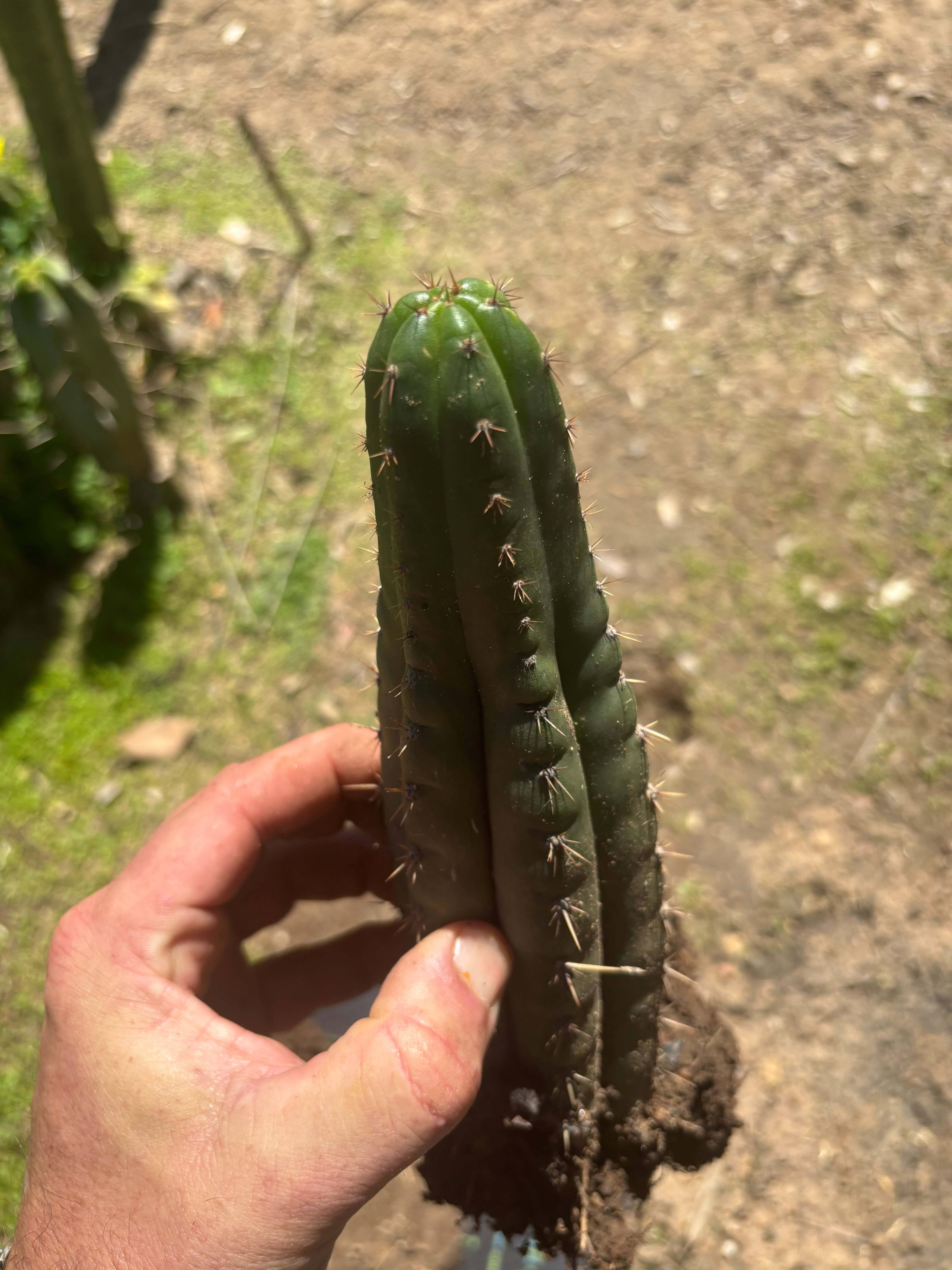👑🌶️ Ayacucho  — Two Rooted for One Price (11” and 10”)