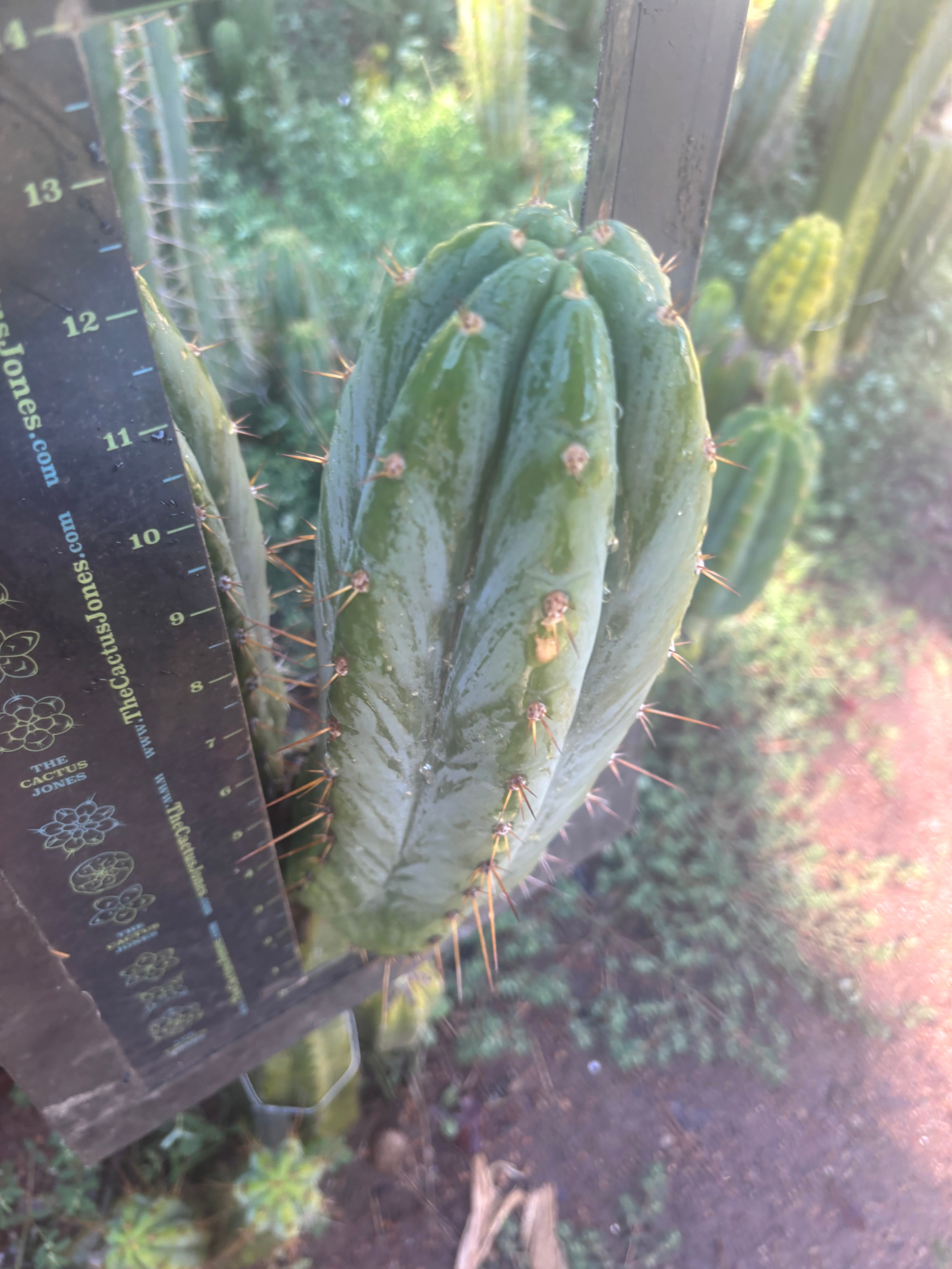 💎👑🌶️ Kimnach — Beefy 13” Pup