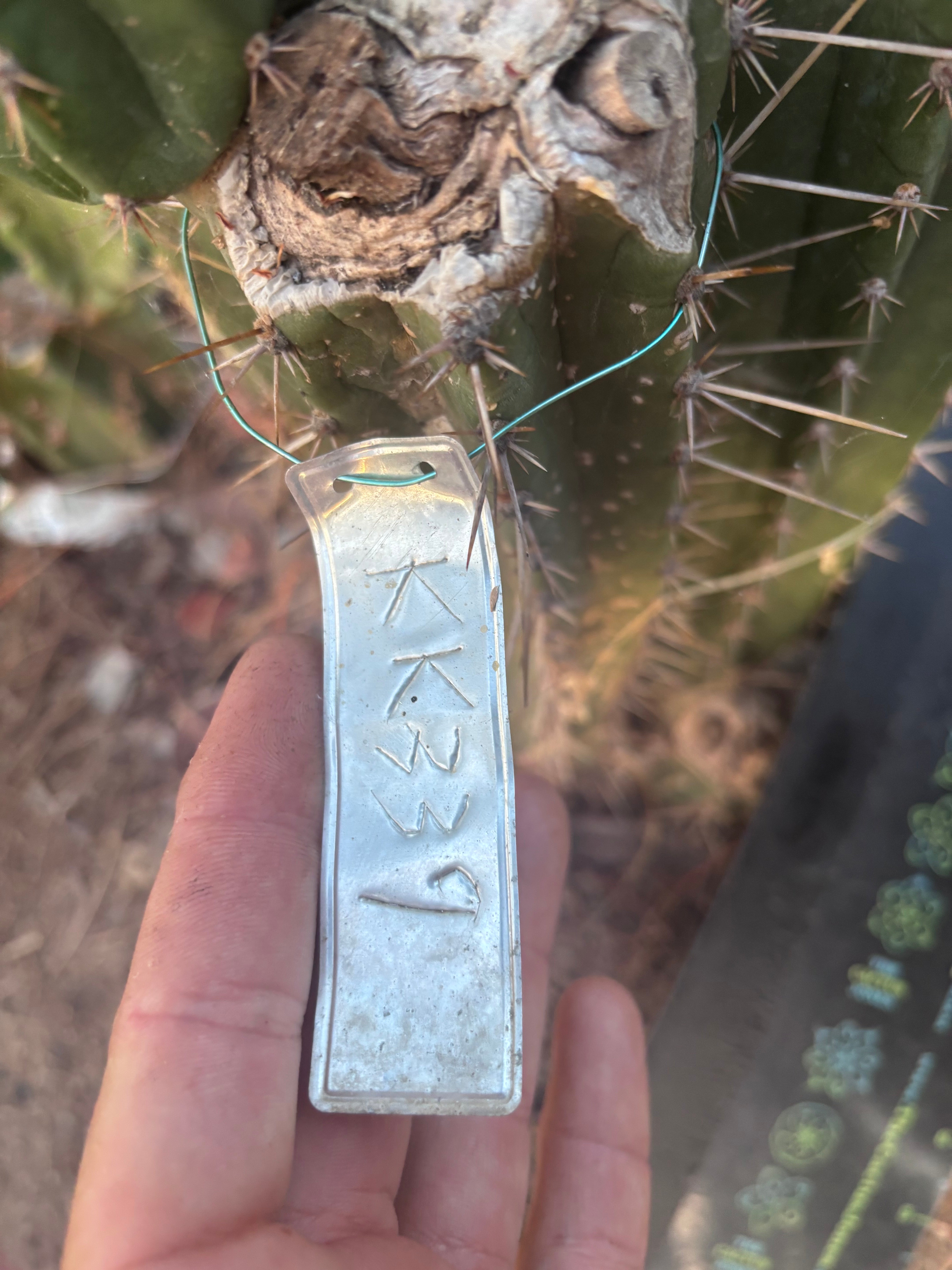 👑🌶️ KK339 — 14” Tip