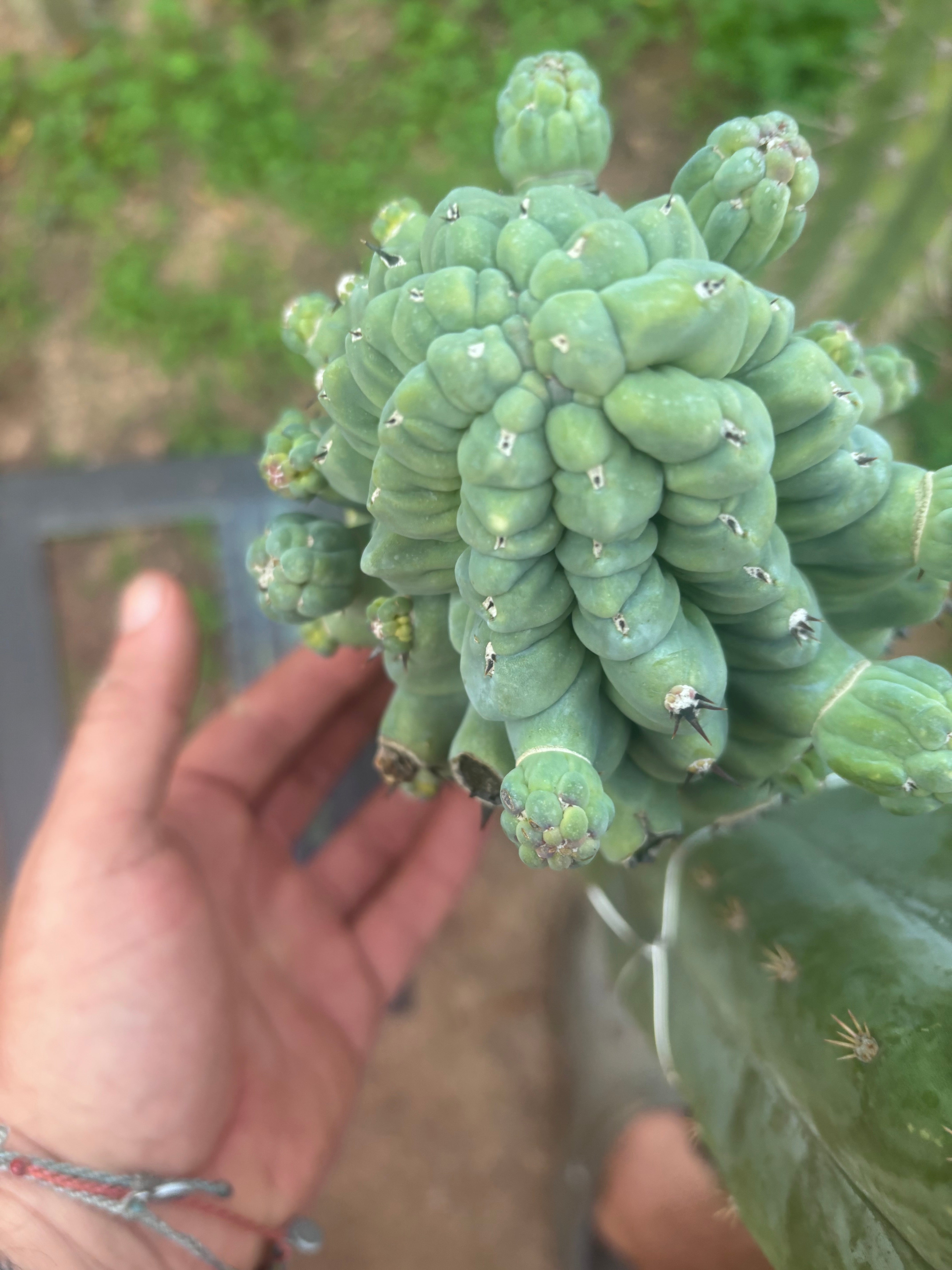 💎👑💎 Glorp — XXL Pupsplosion Graft (Re-Listing)