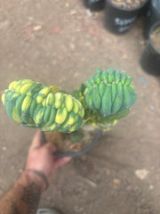 💎🔰 Crested & Variegated Myrtillocactus — Tip Graft