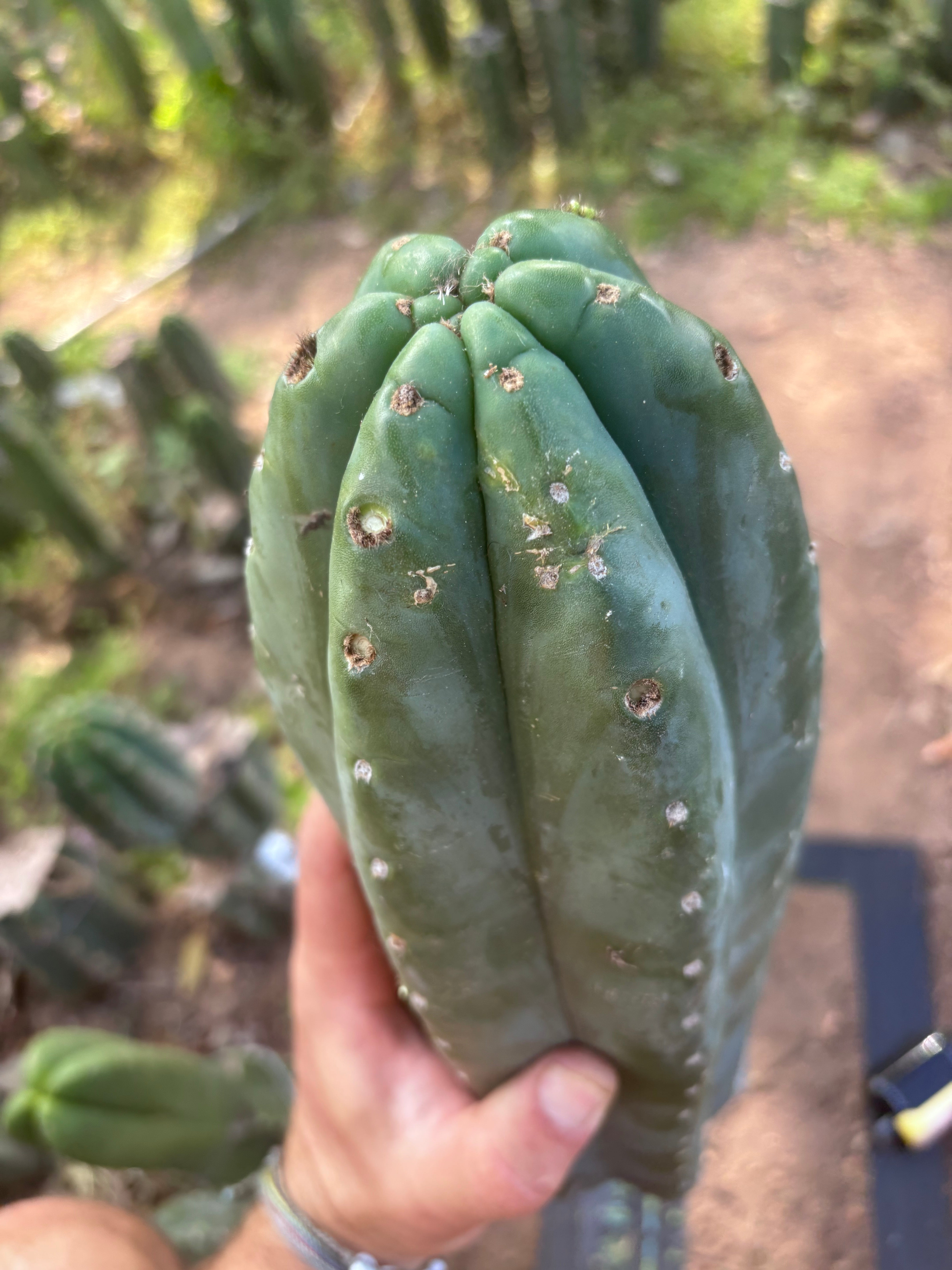 👑🌶️ Pierre — XL Magnum 14” Tip