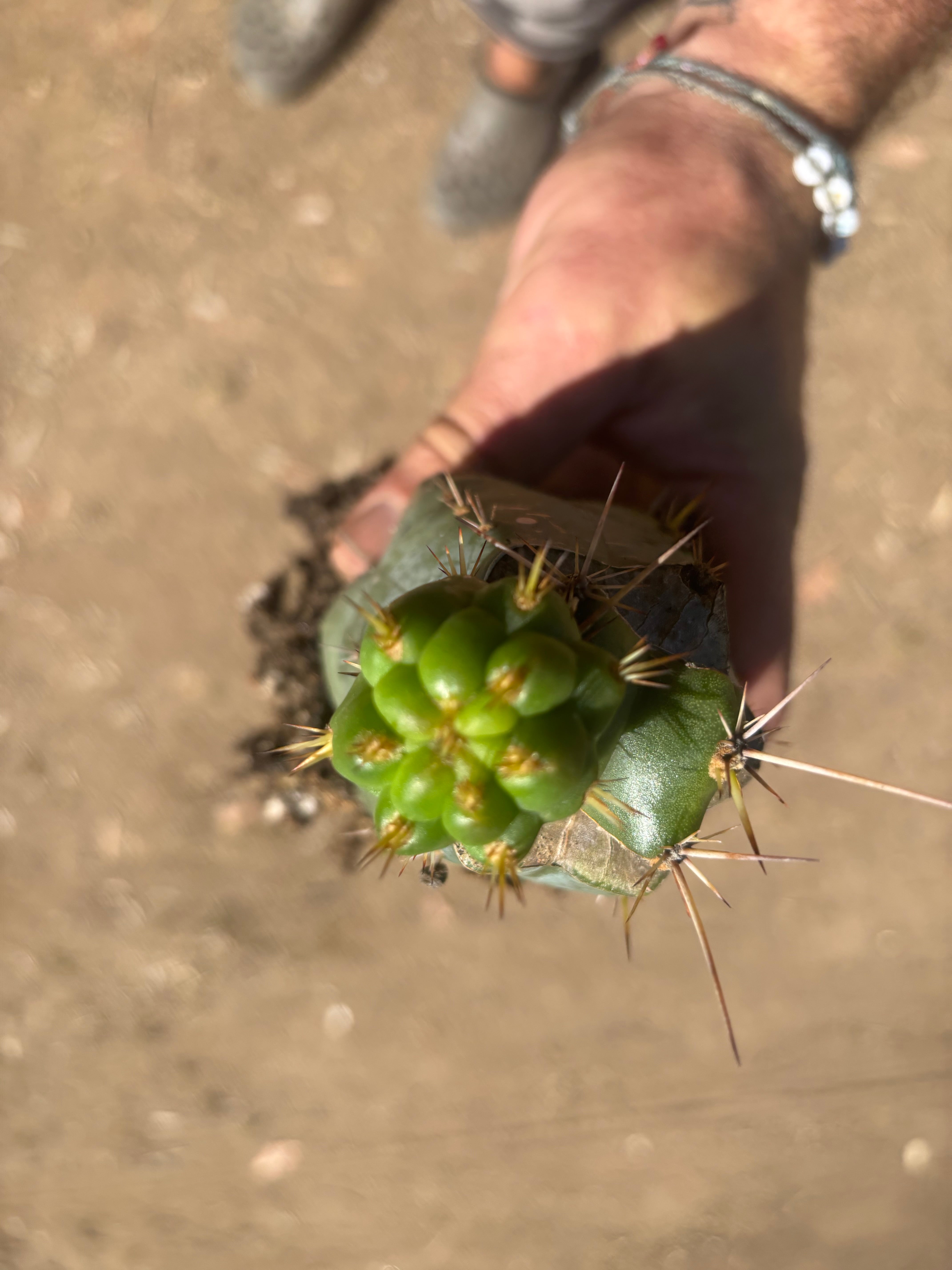 💎👑💎 Tulhuay — Rare Magenta Flower — Pupping Rooted Graft