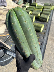 🌶️ SS02 x Yowie — MASSIVE 7” Mids