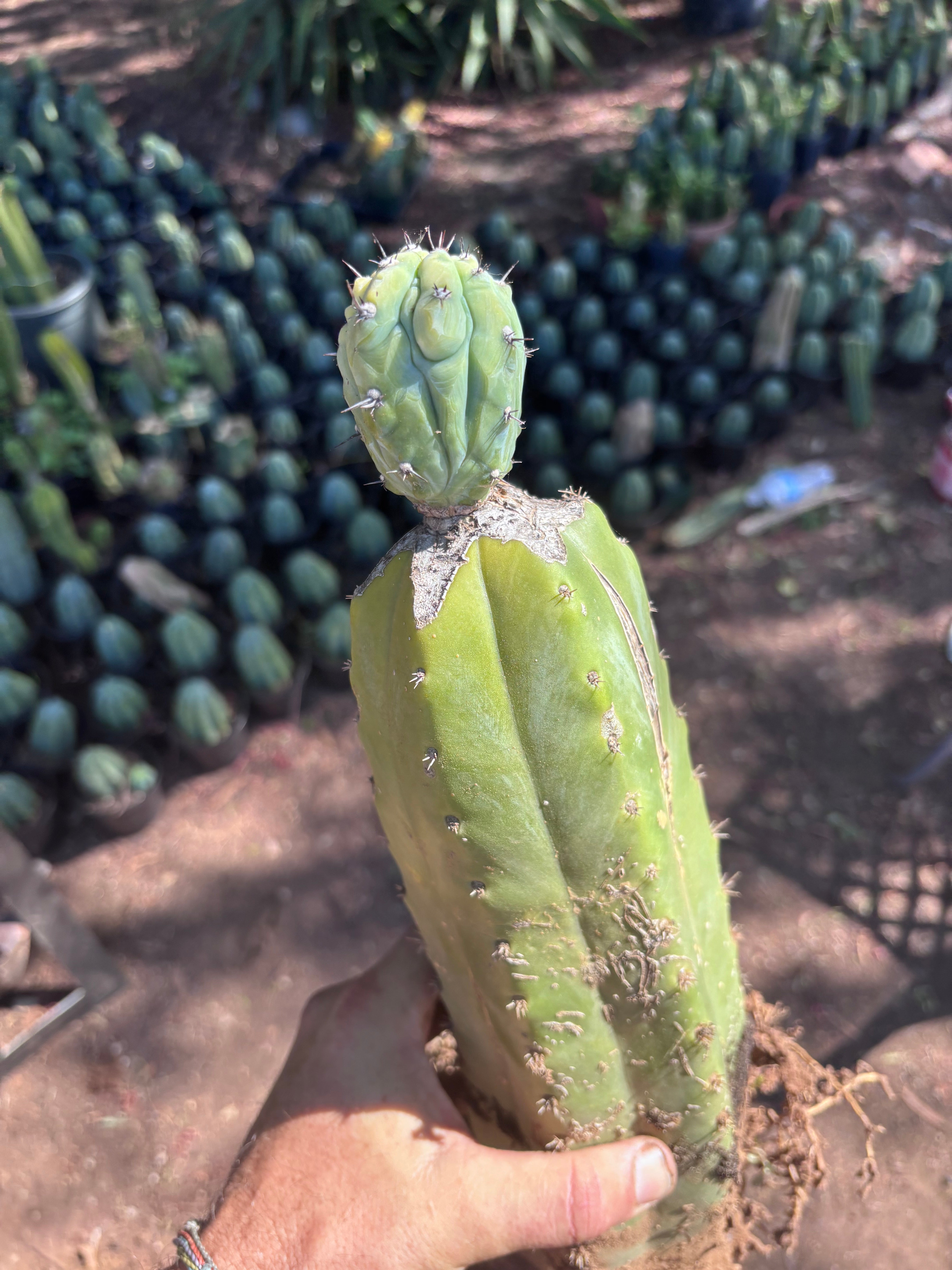 👑💎 Grecas — Established Tip Graft on Beefy Rooted PC