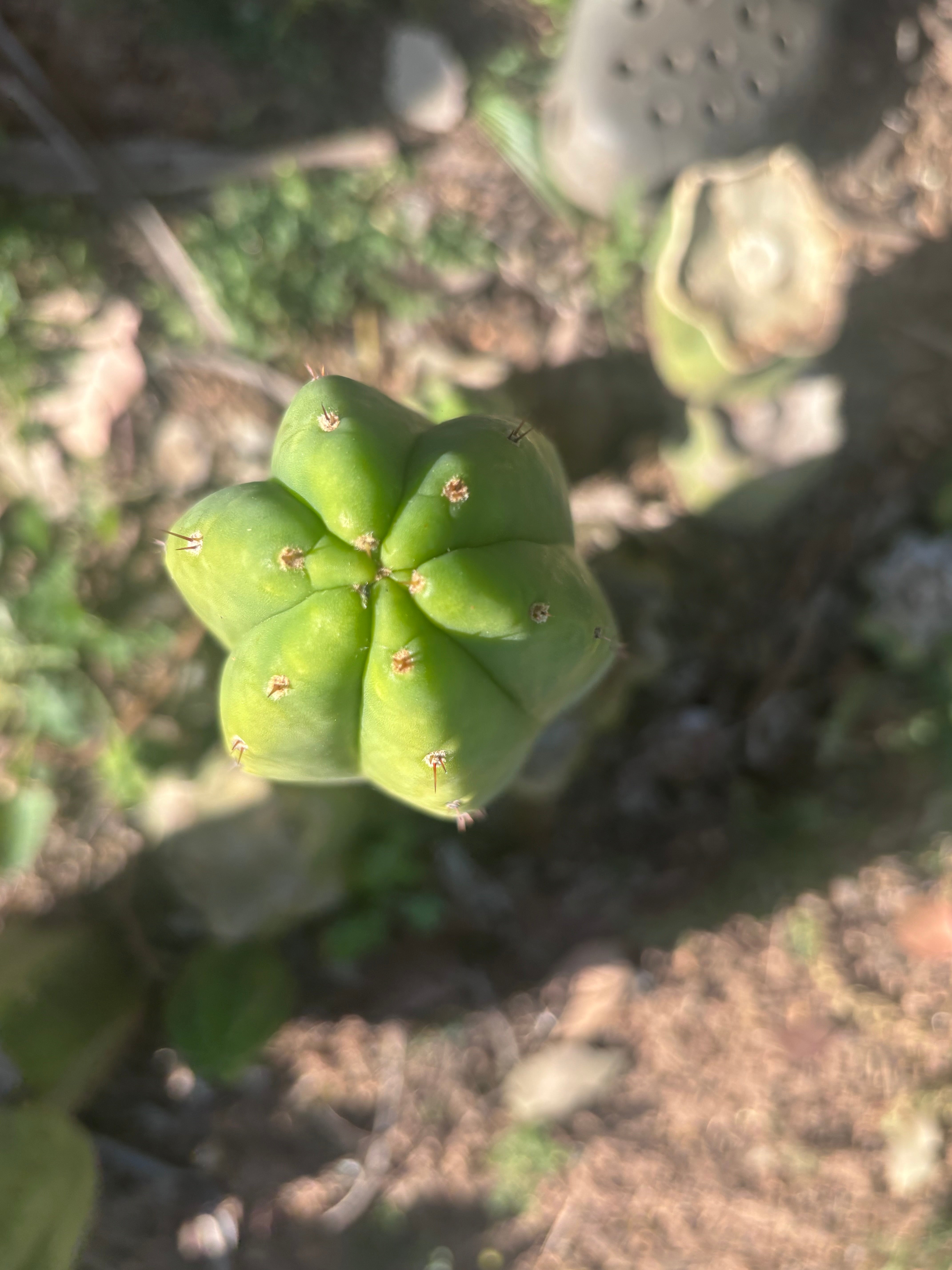 👑🌶️🌶️ Ogun — 11” Tip