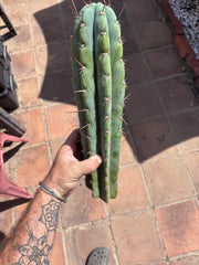 👑 Icaros — 14” Tip