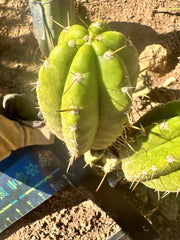 👑 T.Maranonensis — Fat Grenade Pup