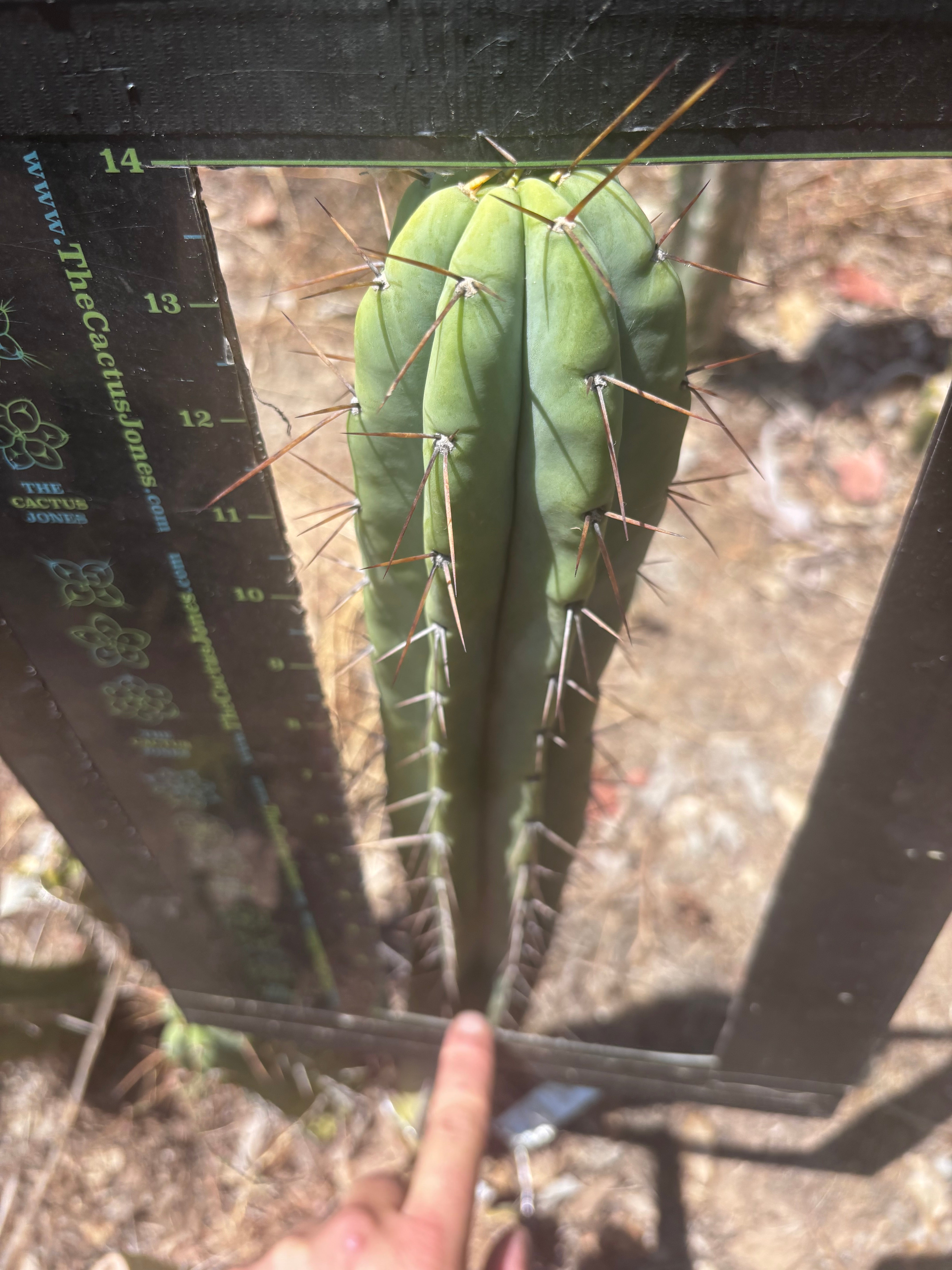 👑🌶️ CA1 Sherman — 14” Pup