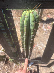 👑🌶️ CA1 Sherman — 14” Pup