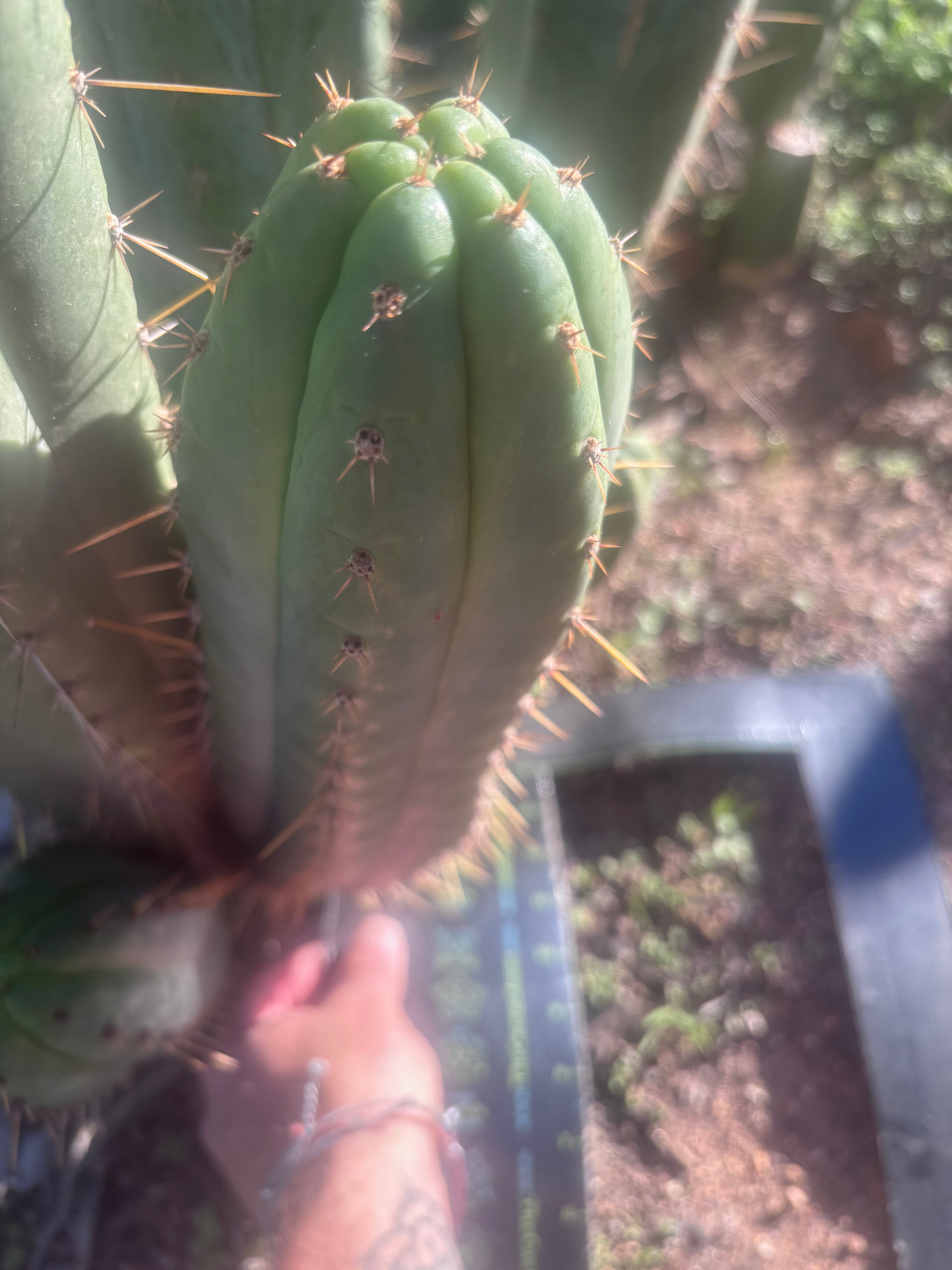 💎👑🌶️ Kimnach — Beefy XL 14” Pup