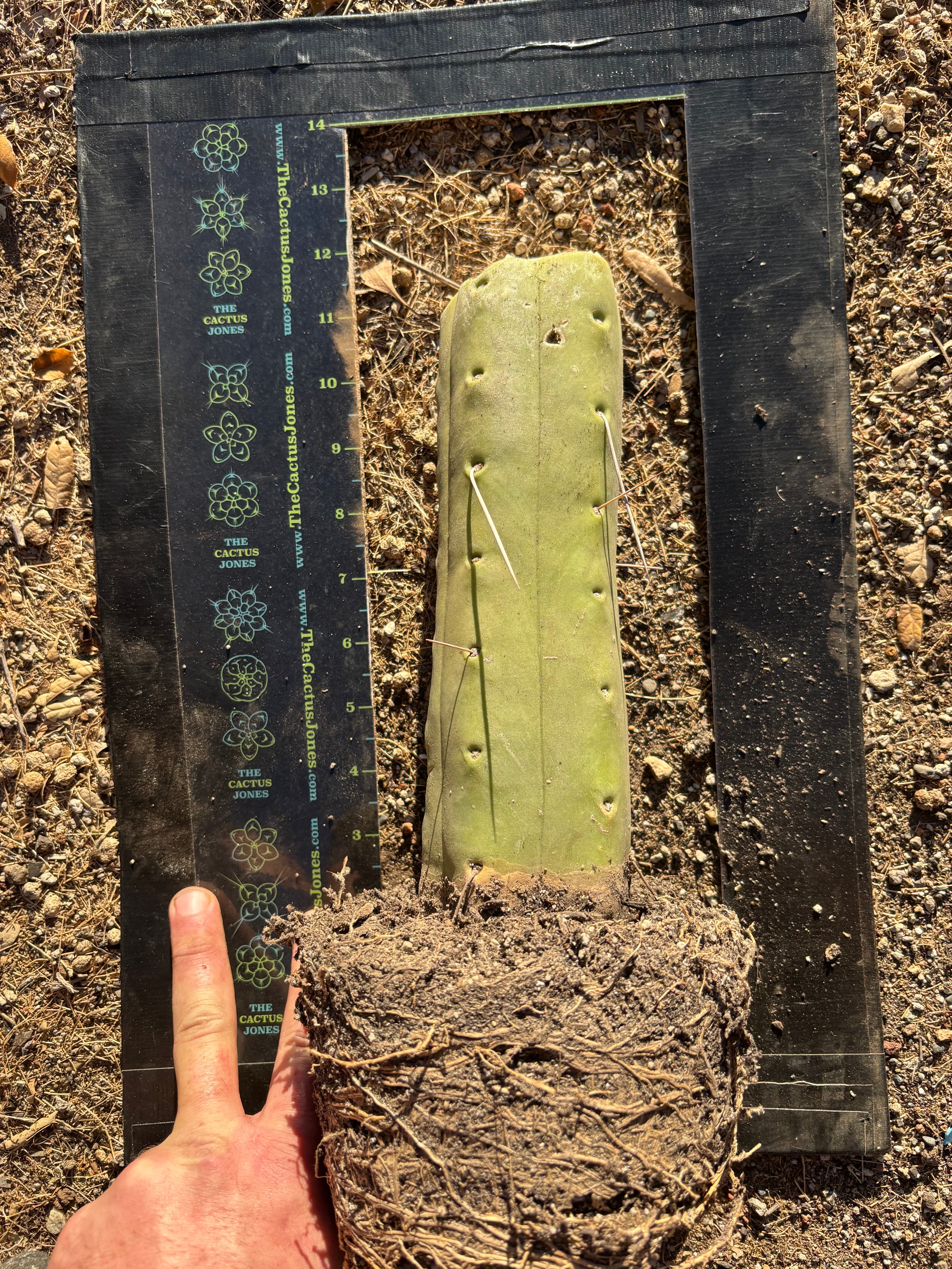 👑🌶️🌶️  Jiimz Twin — Fully Rooted Stump