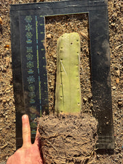 👑🌶️🌶️  Jiimz Twin — Fully Rooted Stump