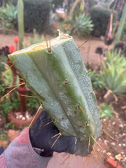 👑🌶️🌶️ Eileen — 14” MEGA Mids (2)