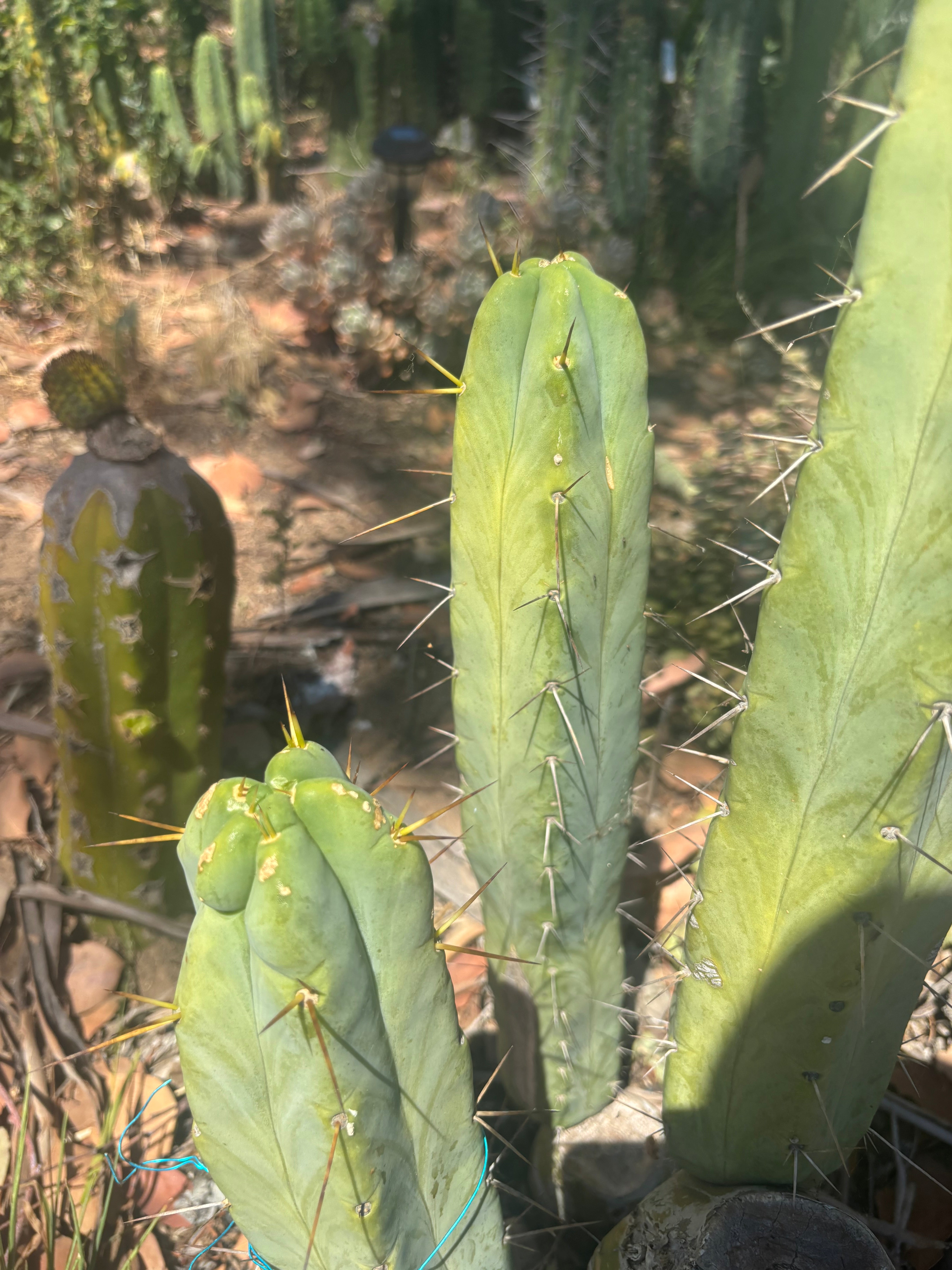 💎👑🌶️ Platform 9 3/4  — 10” Tip