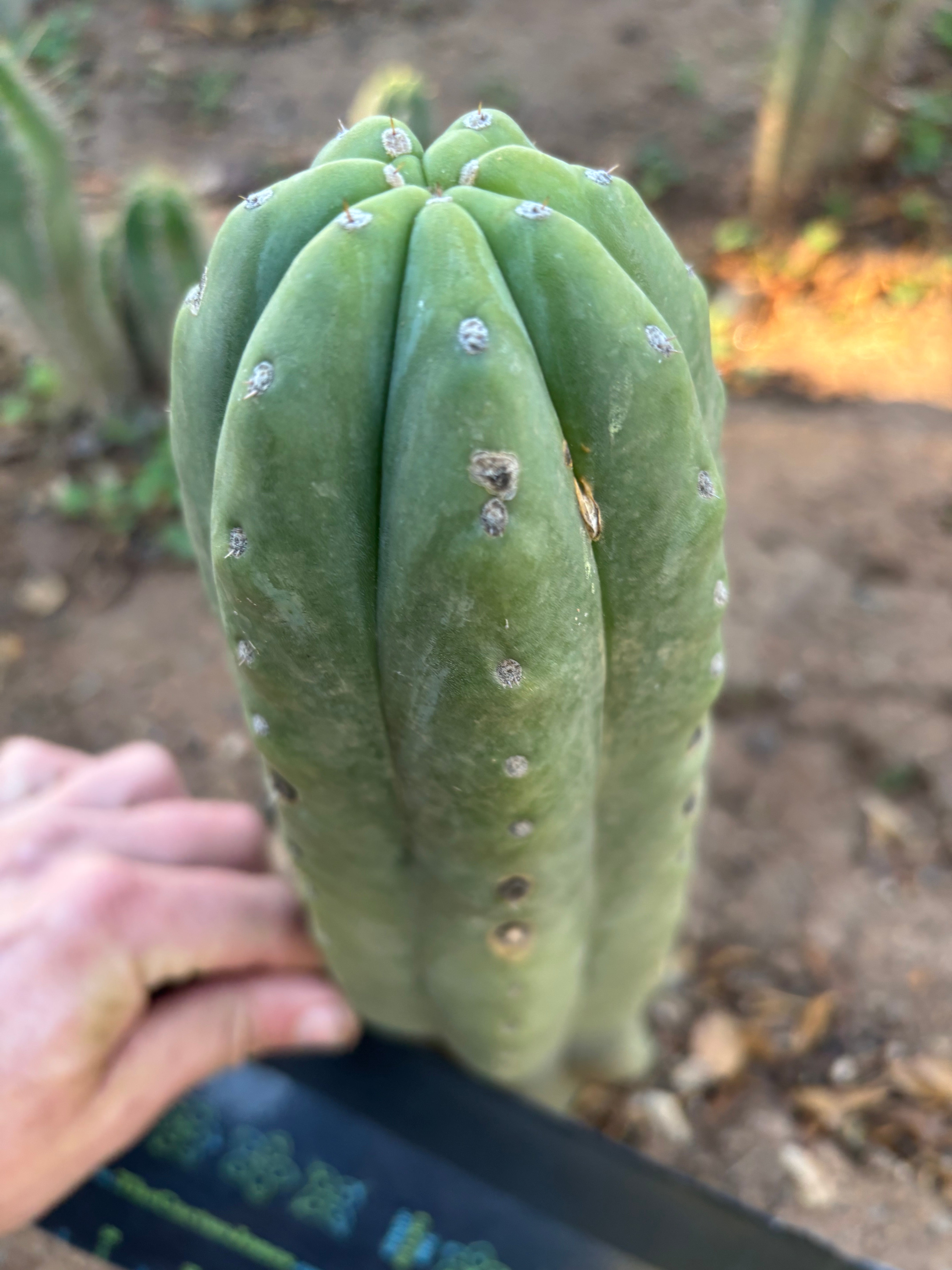 💎👑🌶️ Pierre — Thick 9” Tip