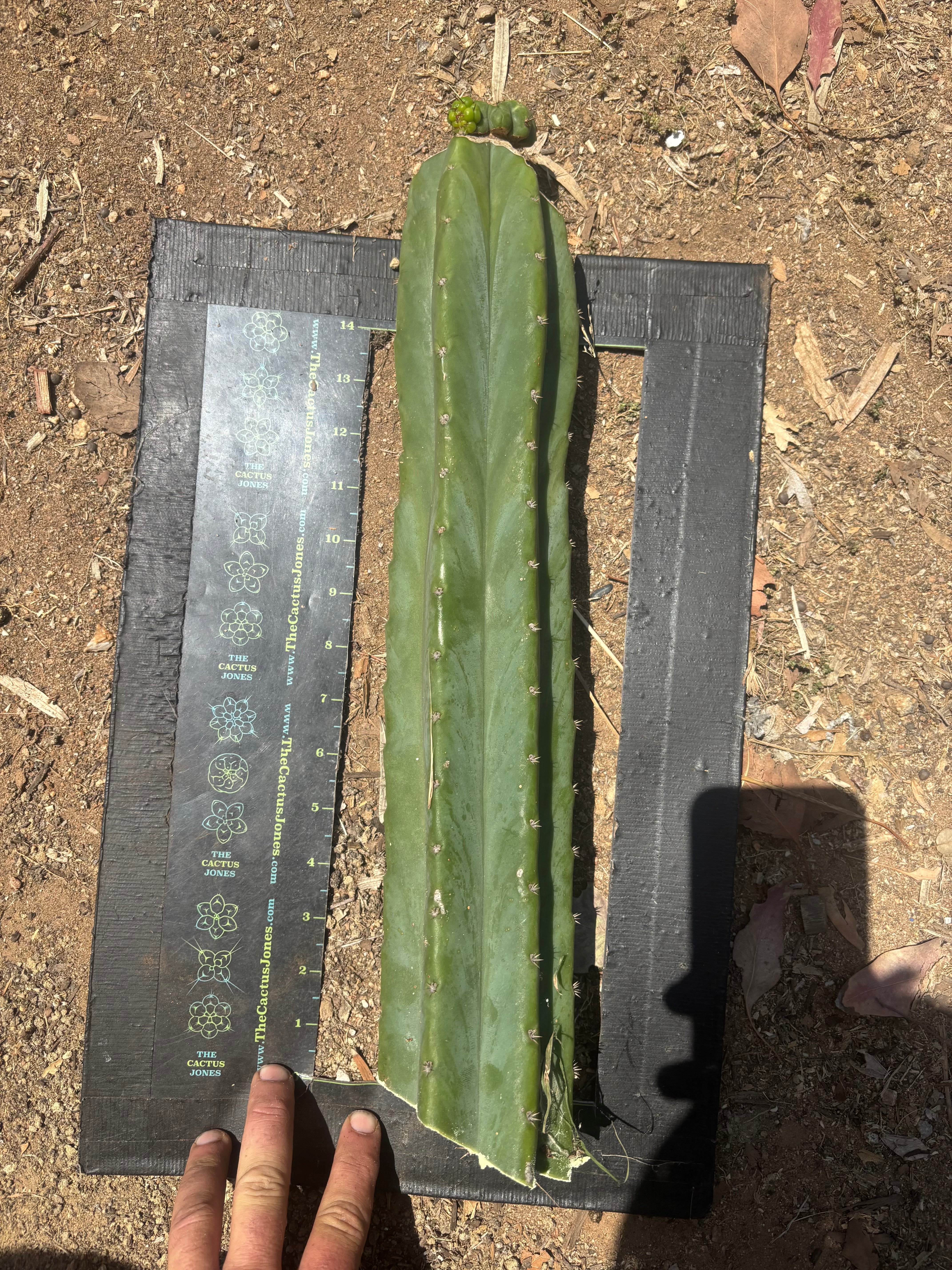💎👑💎 Havran — XL Butt Graft w/ Pup