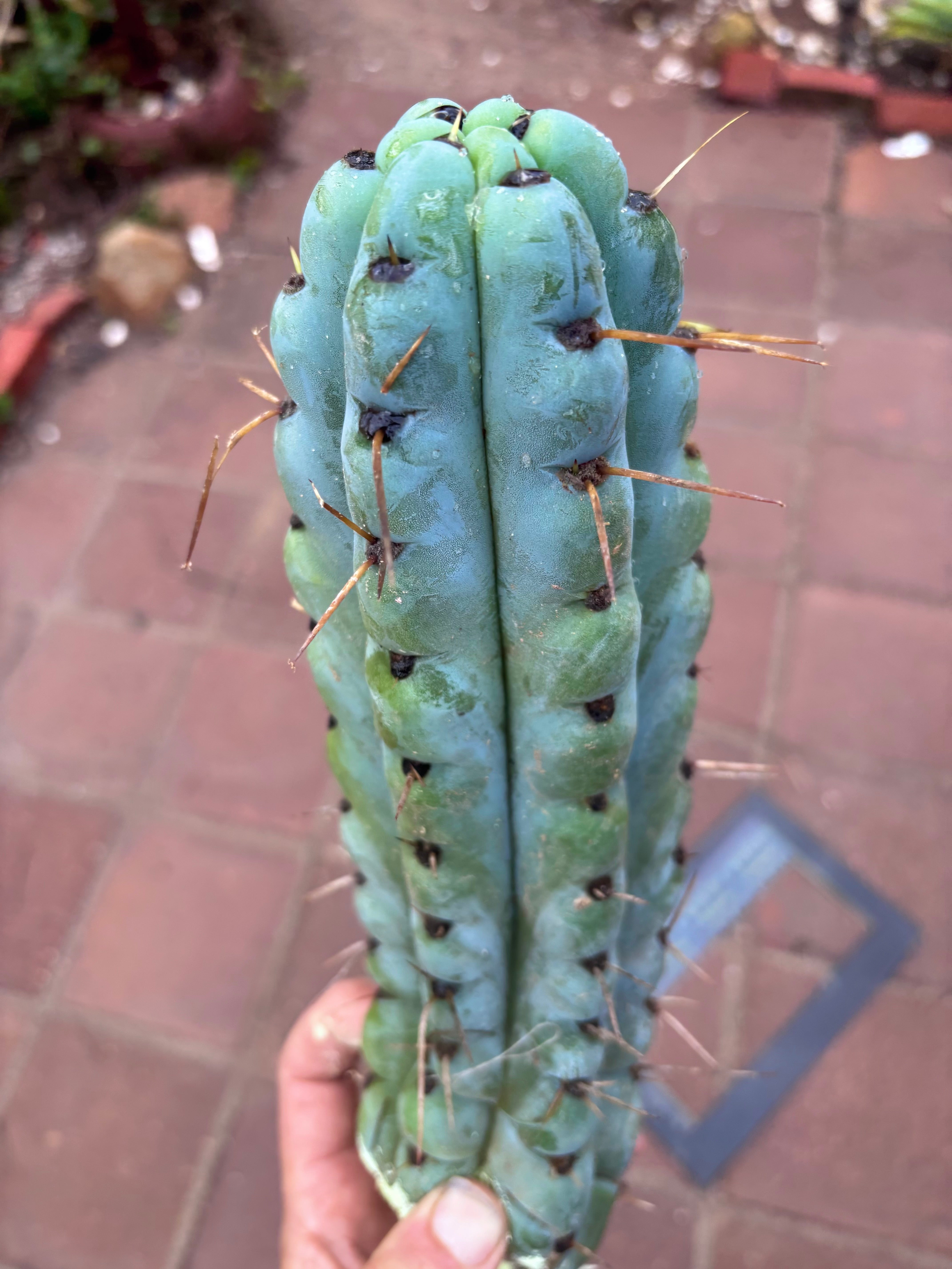 💎🌶️ Noid of the Moment — 12” Pup