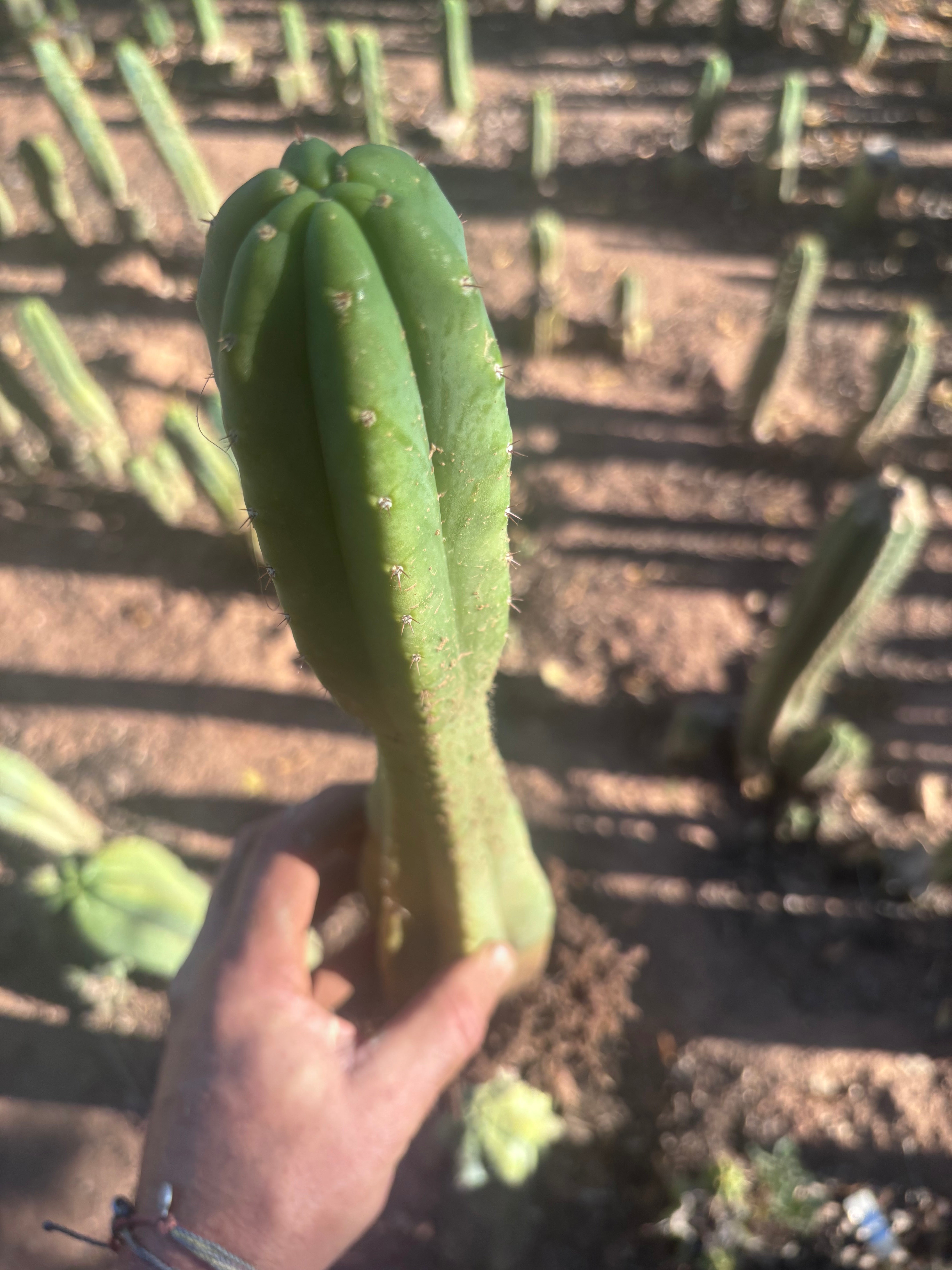 👑🌶️ Juul’s Giant — Rooted 13”
