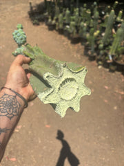 👑💎 Glorp — Another XL Graft