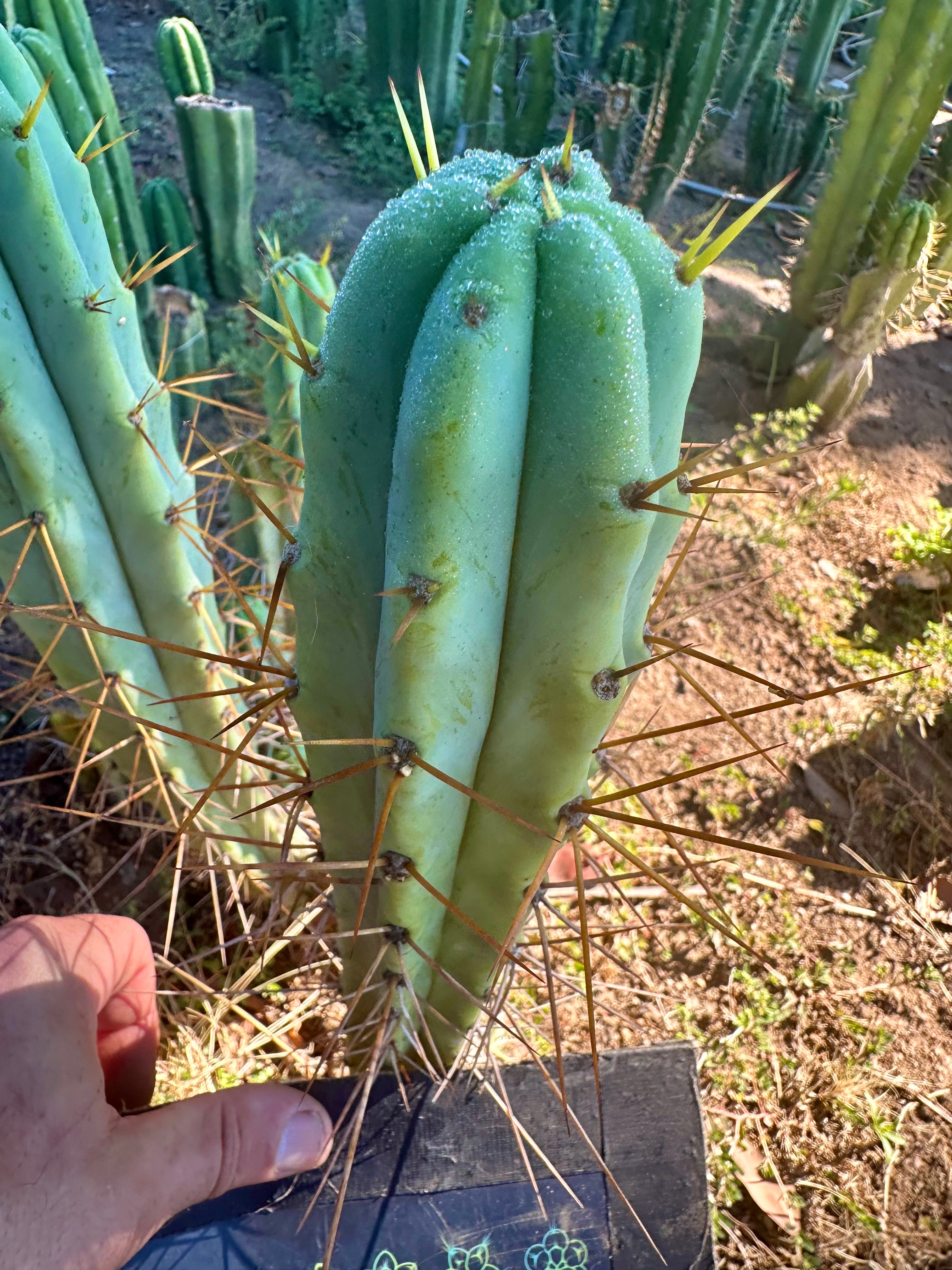 🌶️ Blue Bridge — 10” Tips (3)