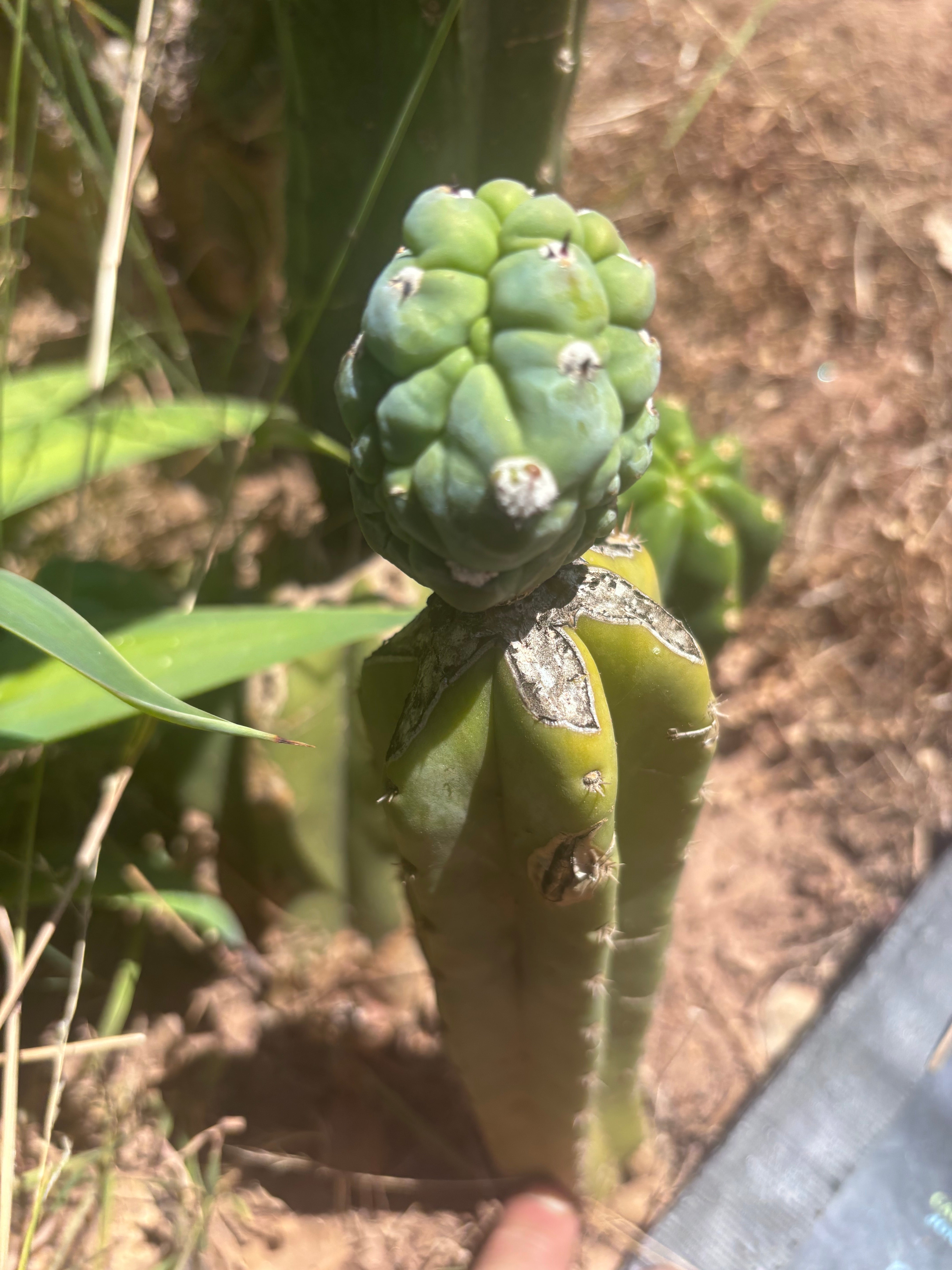 👑💎 Glorp — Rooted Graft