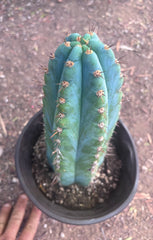 💎👑💎 Papa Smurf — Chonky 12” Rooted Tip