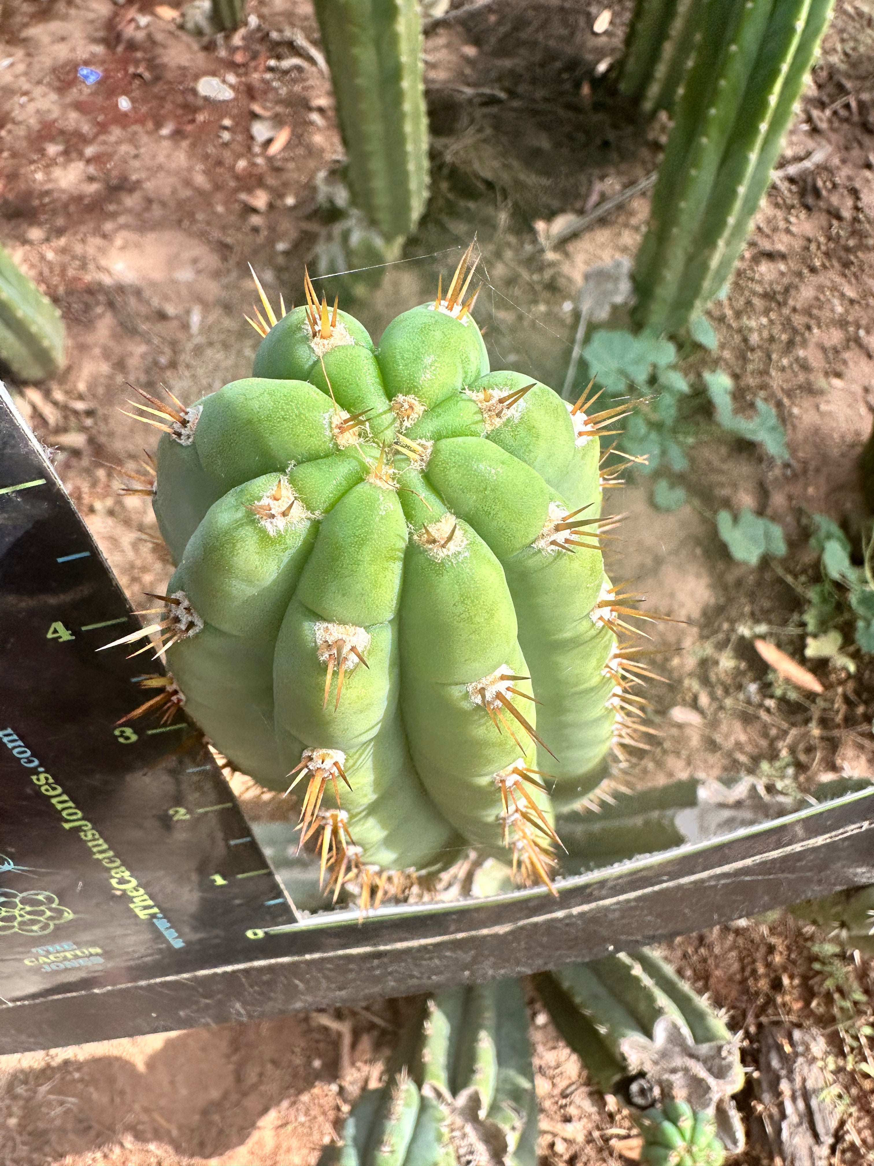 JJOP — FREE ADD-ON ITEM!