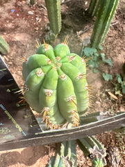 JJOP — FREE ADD-ON ITEM!