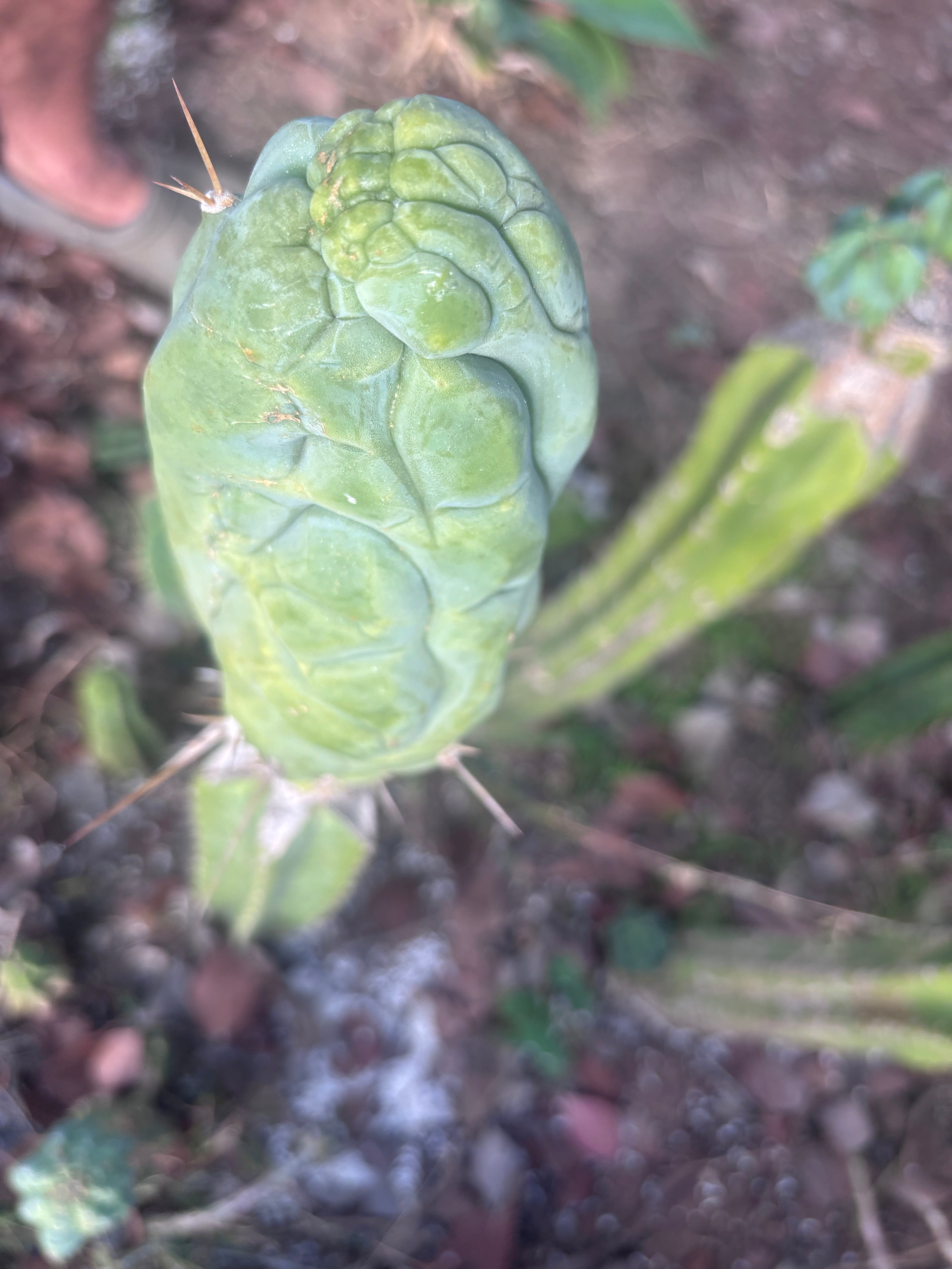 💎👑 Bruce’s Dragon — Chonky 7” Tip