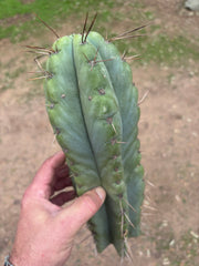 💎🌶️ NOM — XL 14” Tip