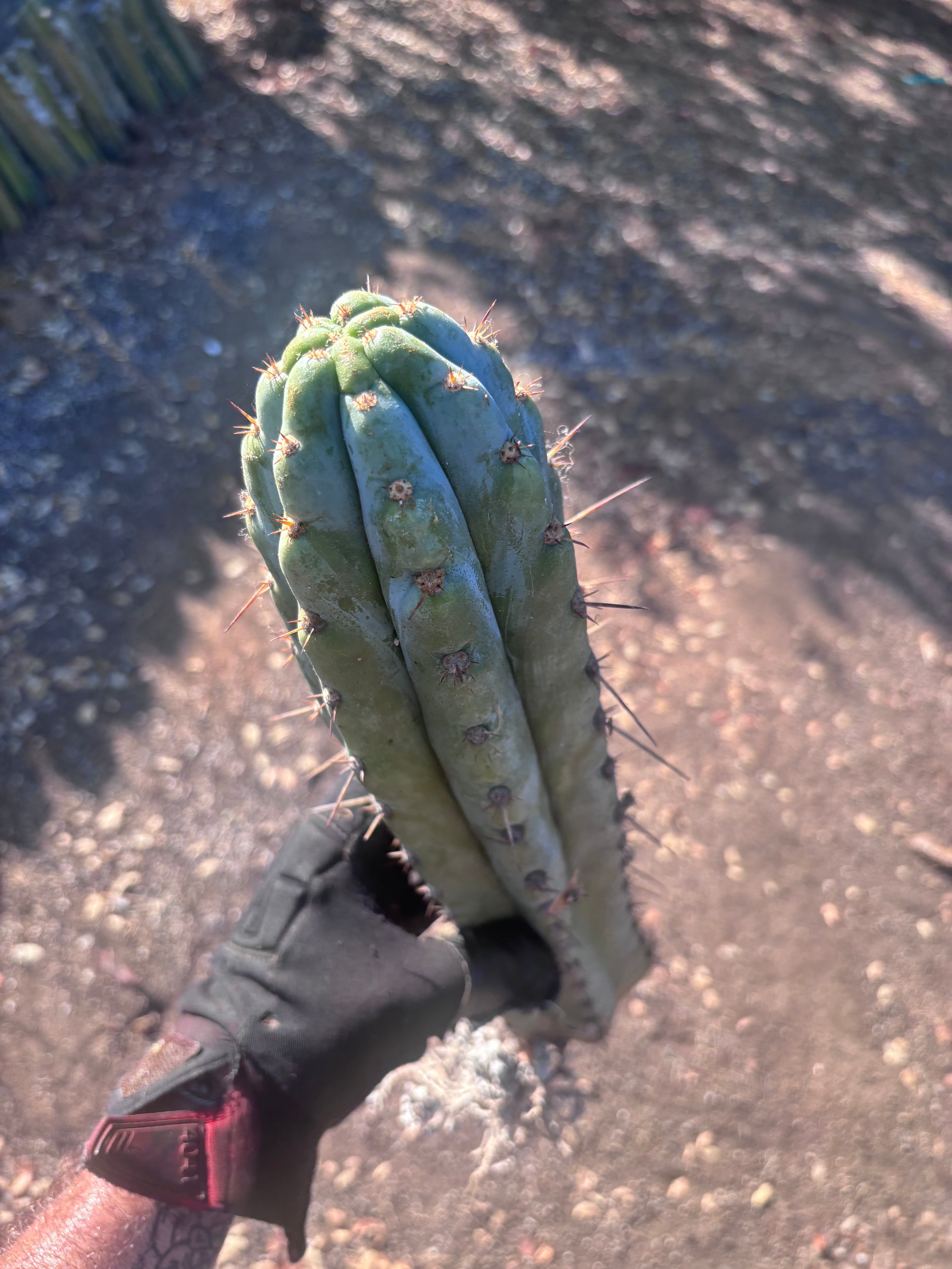 💎👑🌶️ Sharxx Blue — XL 16” Rooted Tip