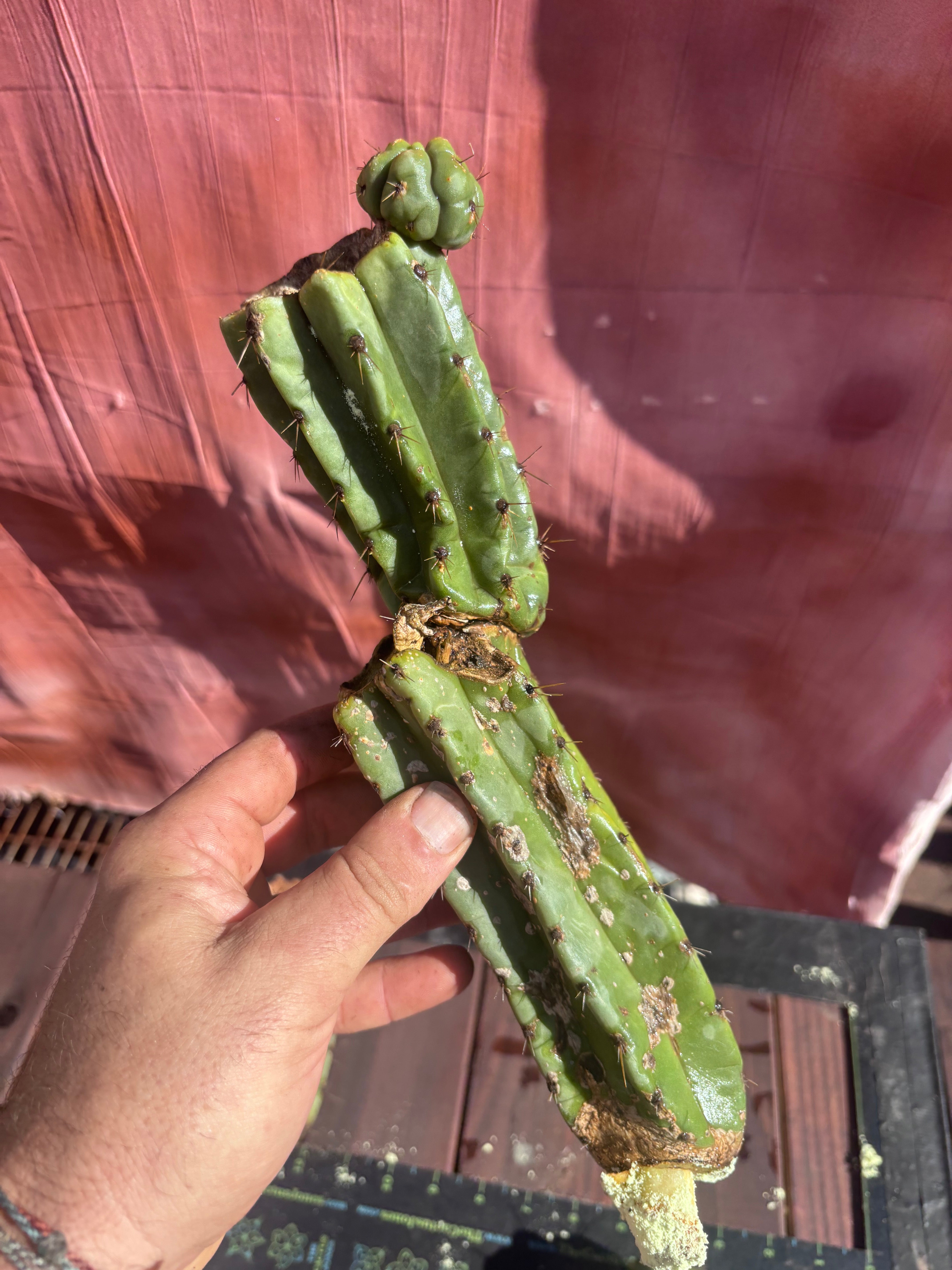 👑🌶️ Yowie — 24” Total