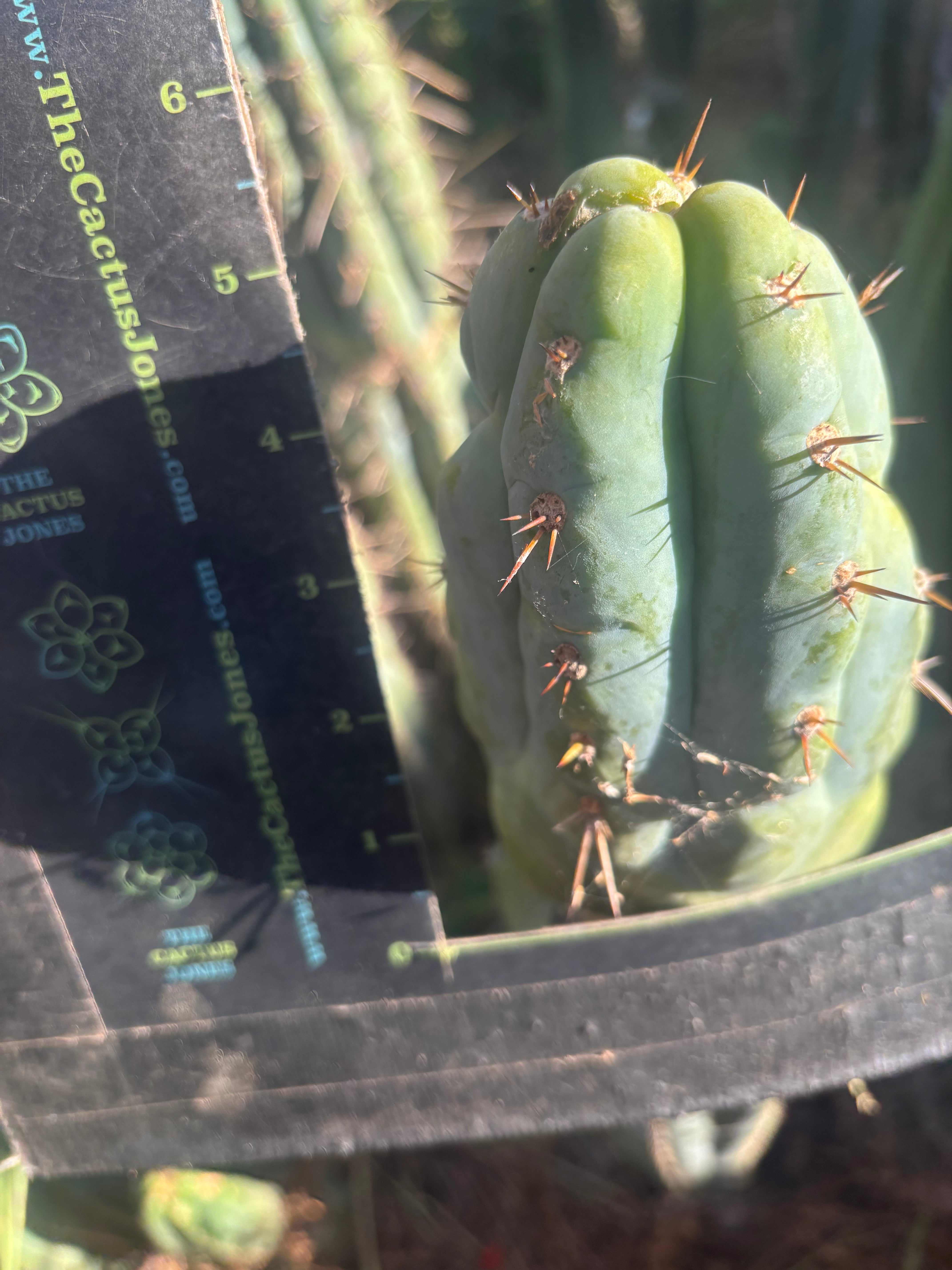 💎👑💎 Q-Tip — Chonky 6” Tip