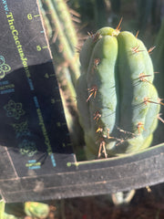 💎👑💎 Q-Tip — Chonky 6” Tip