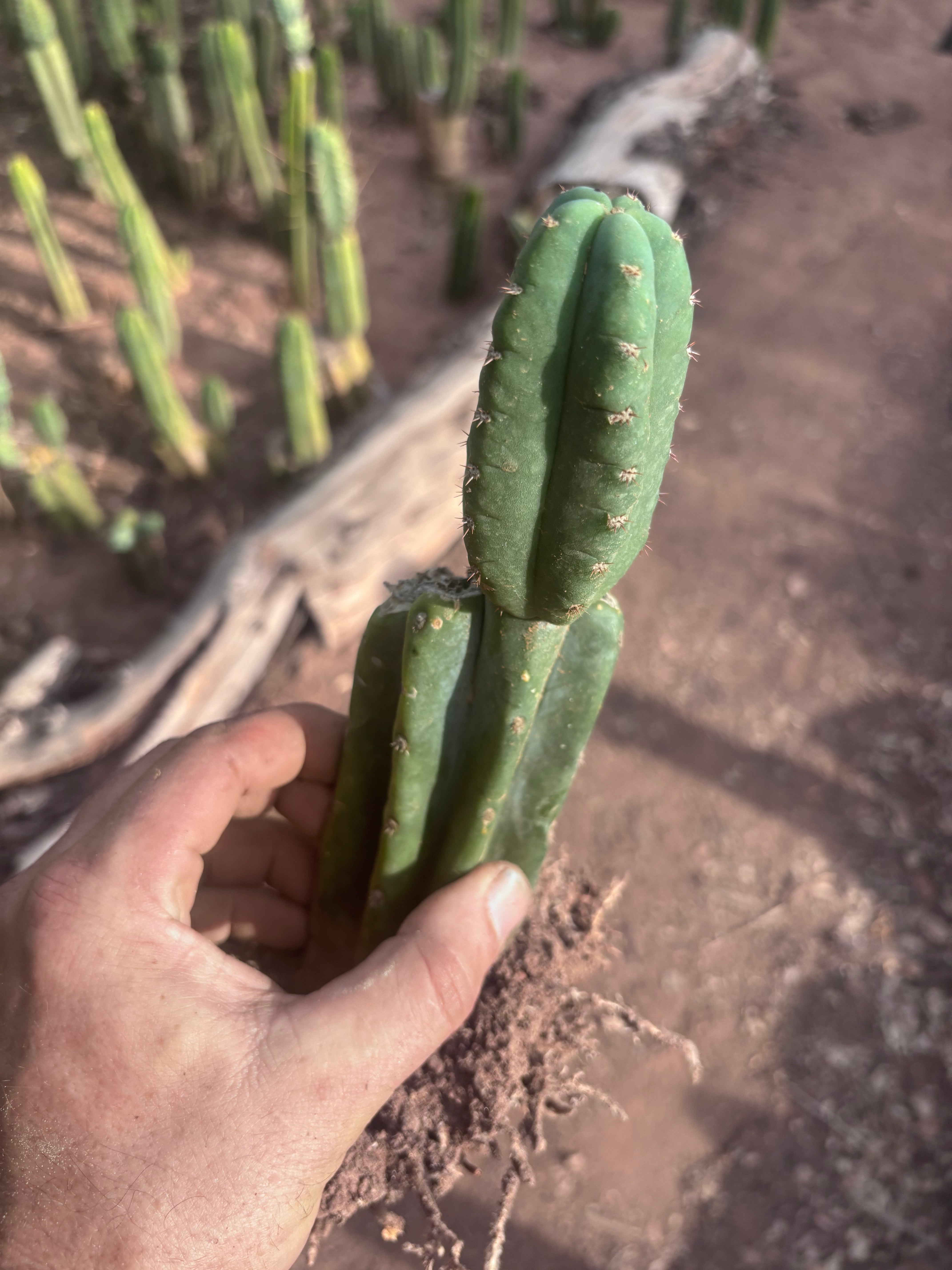 👑🌶️ Pierre — Pupped & Rooted Mid