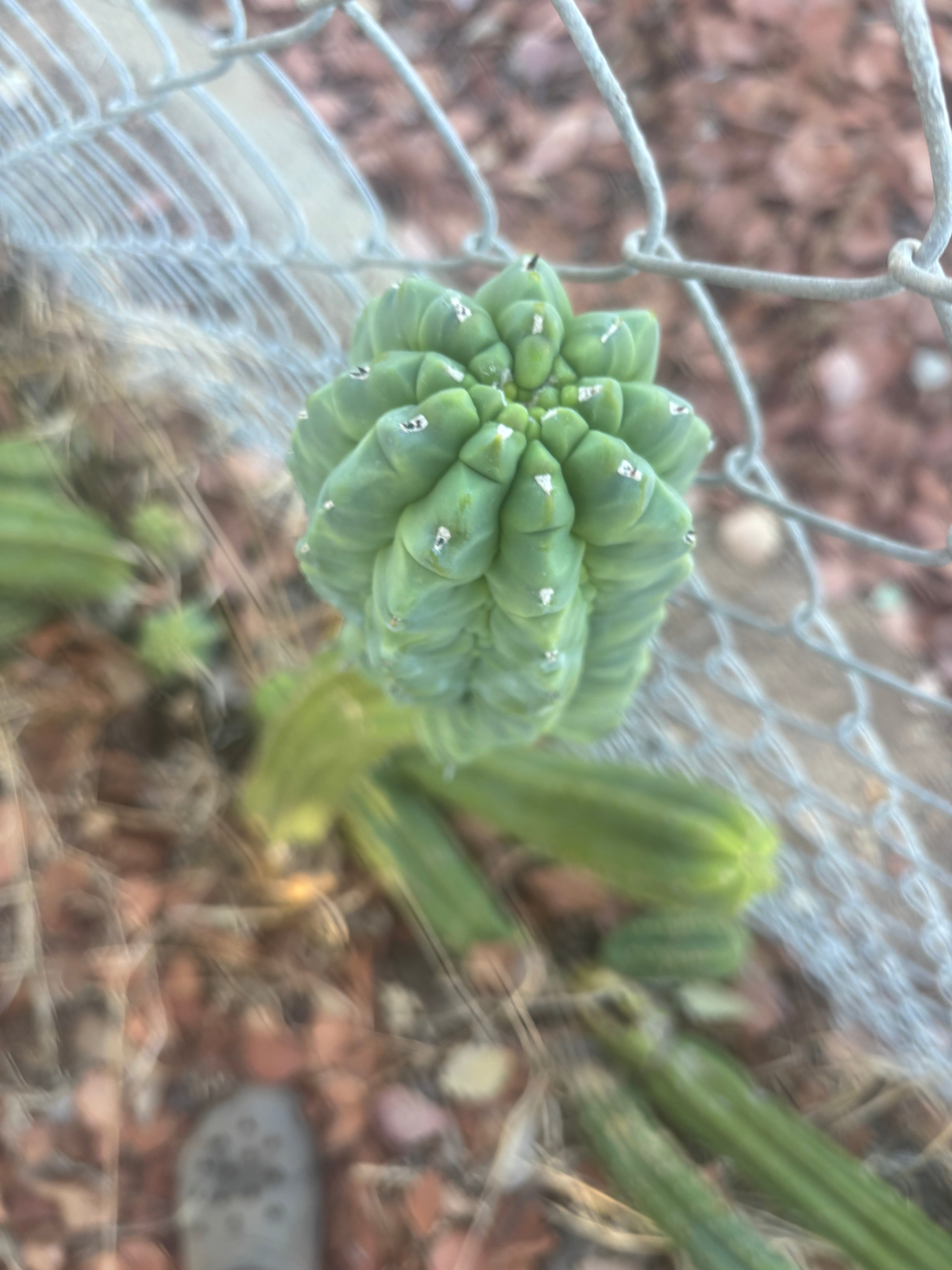 👑💎 Glorp — Another XL Graft