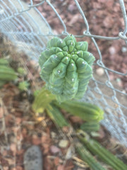 👑💎 Glorp — Another XL Graft