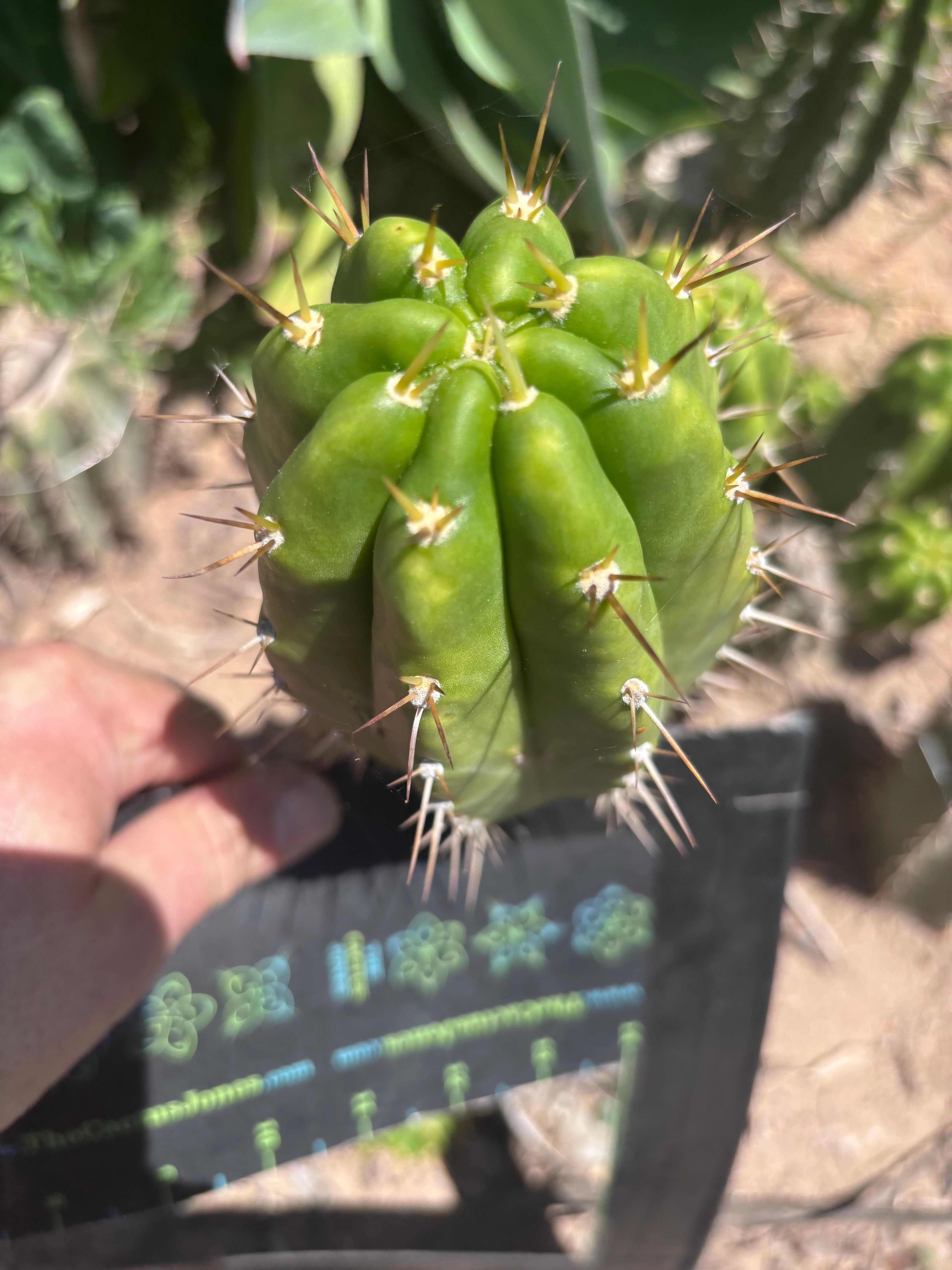 👑 The Jones Pink 🌸 — Another Grenade Pup