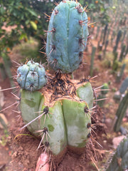💎👑💎 Papa Smurf — *Hefty* Rooted Mid w/ Pups