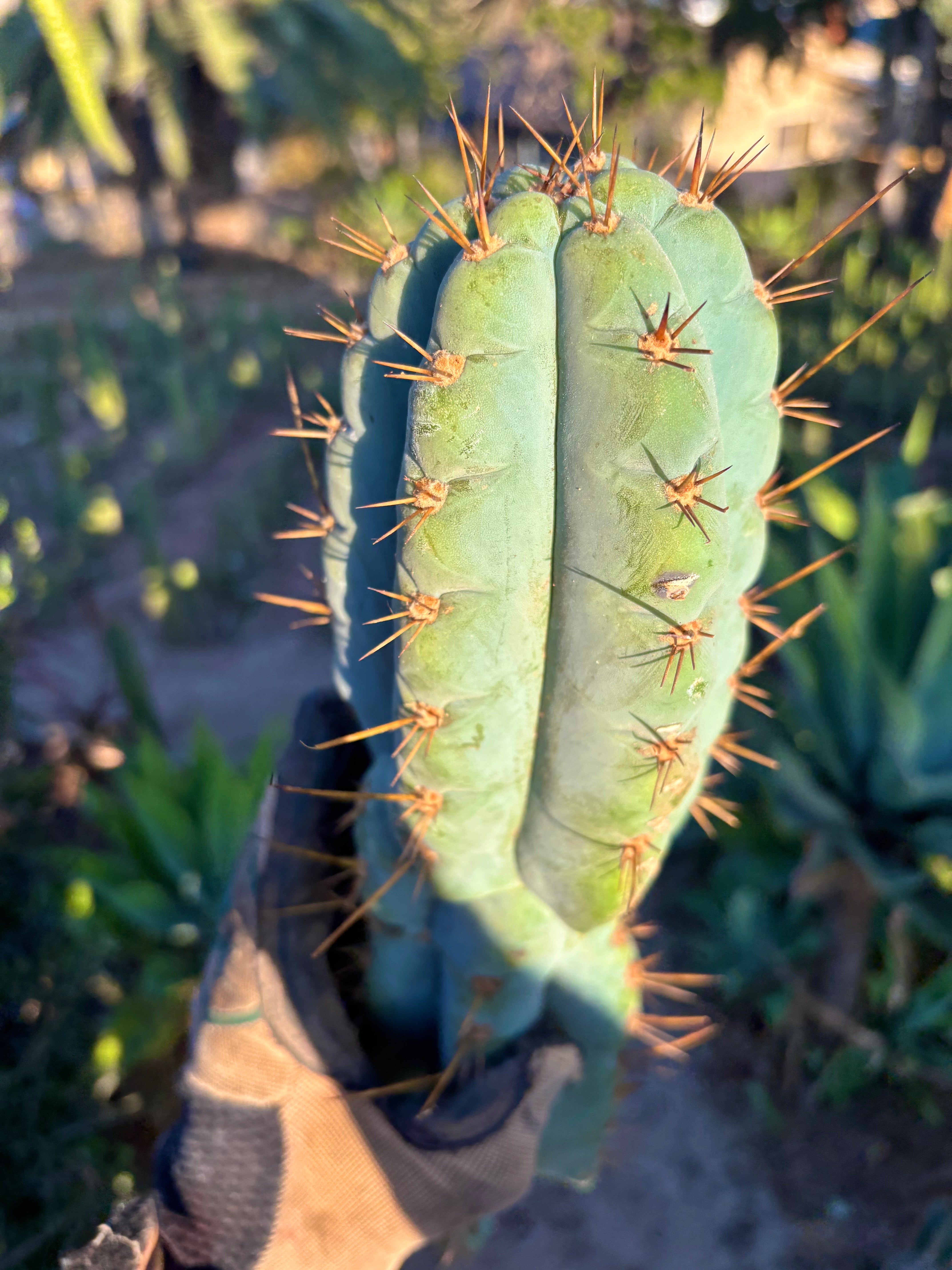💎👑💎 Papa Smurf — XL 14” Tip