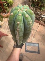 💎👑🌶️ CGG — 15” *MEGA* Tip