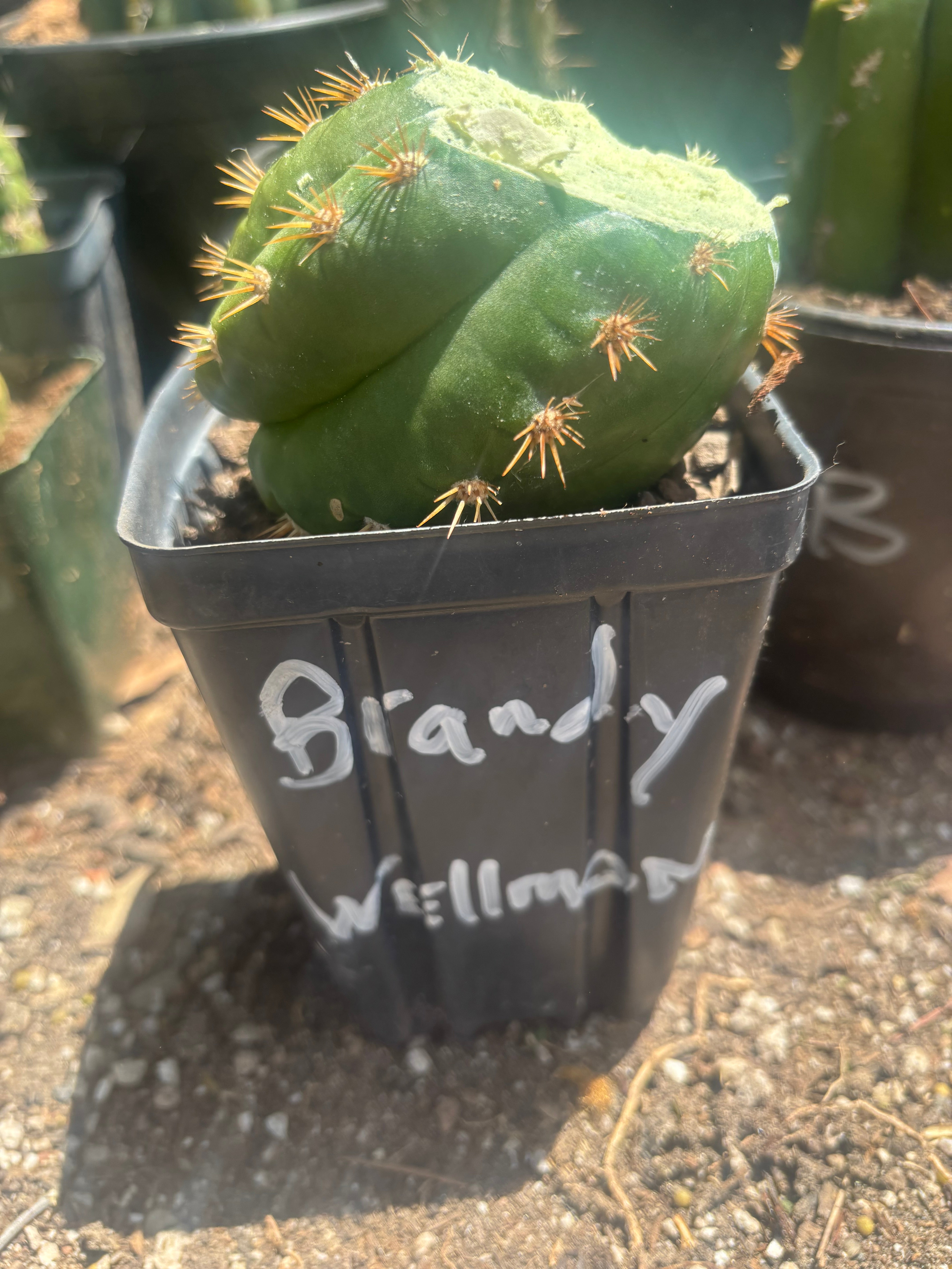 Custom Listing for Brandy W