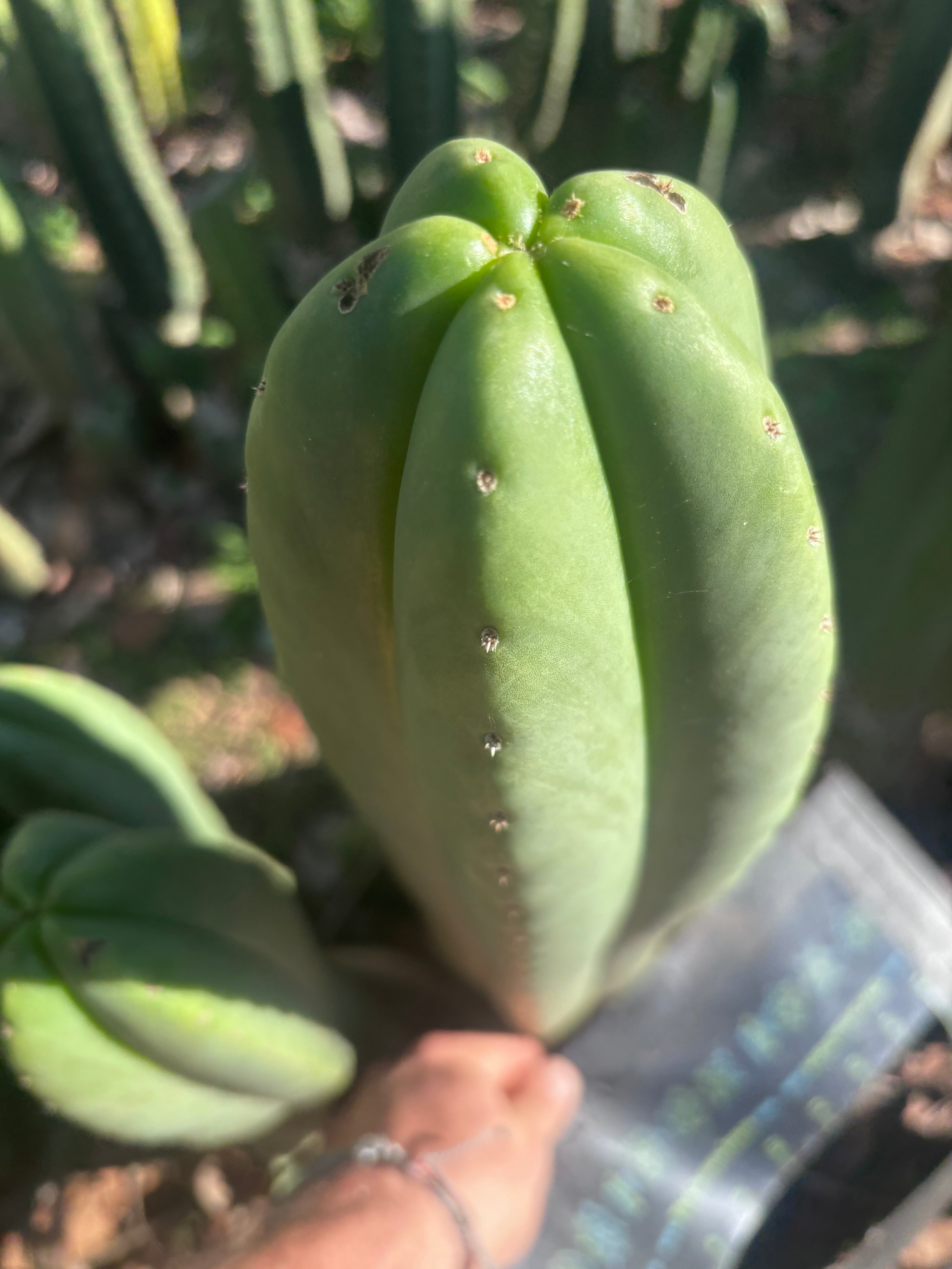 💎👑🌶️ Scop A — Massive XXL 16” Tip