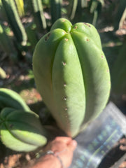 💎👑🌶️ Scop A — Massive XXL 16” Tip