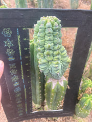 👑💎 Glorp — Another XL Graft