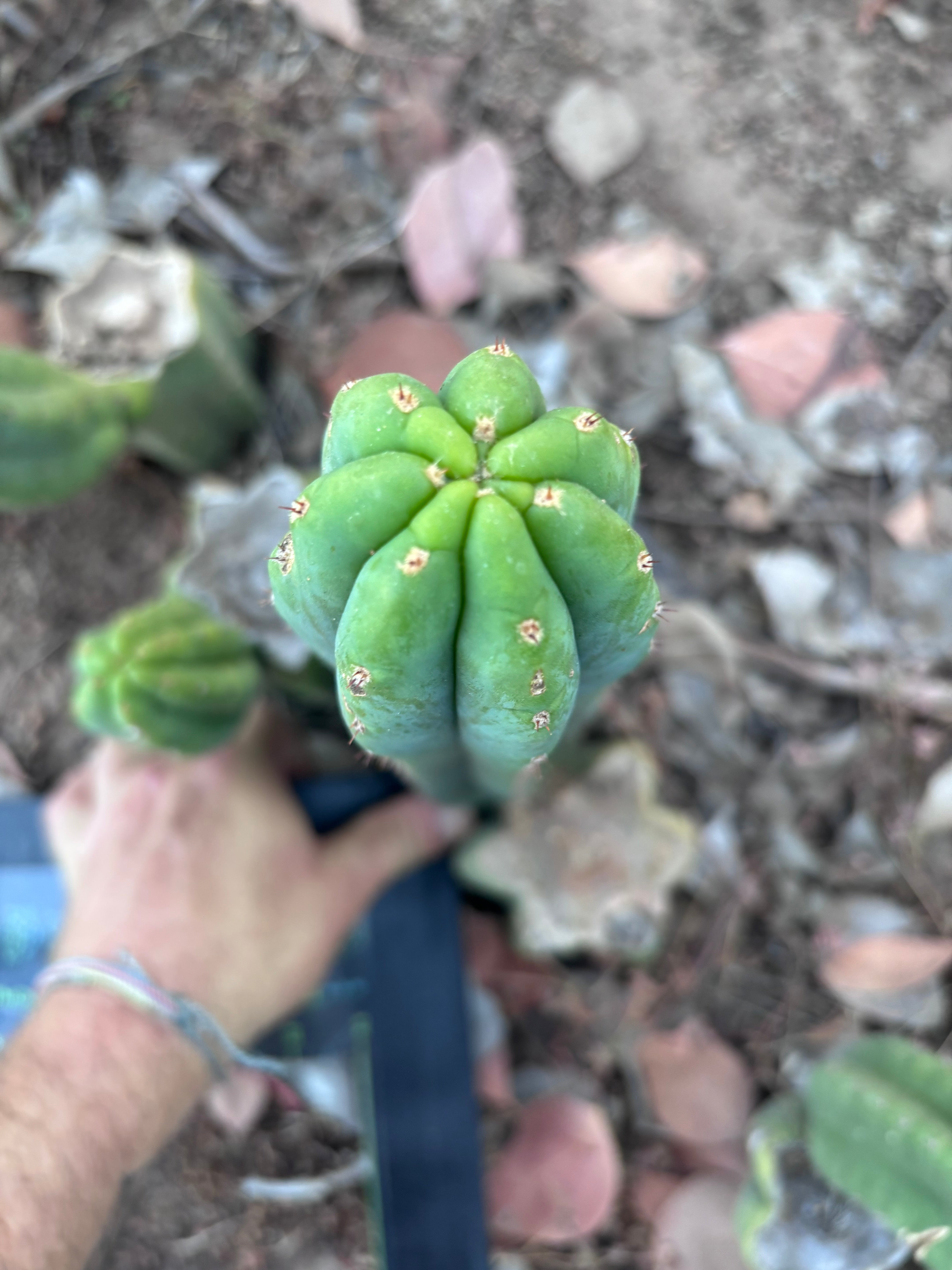 Custom listing for Alexi P