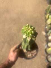 💎👑💎 Tetris — Pup Graft on Rooted 14” PC